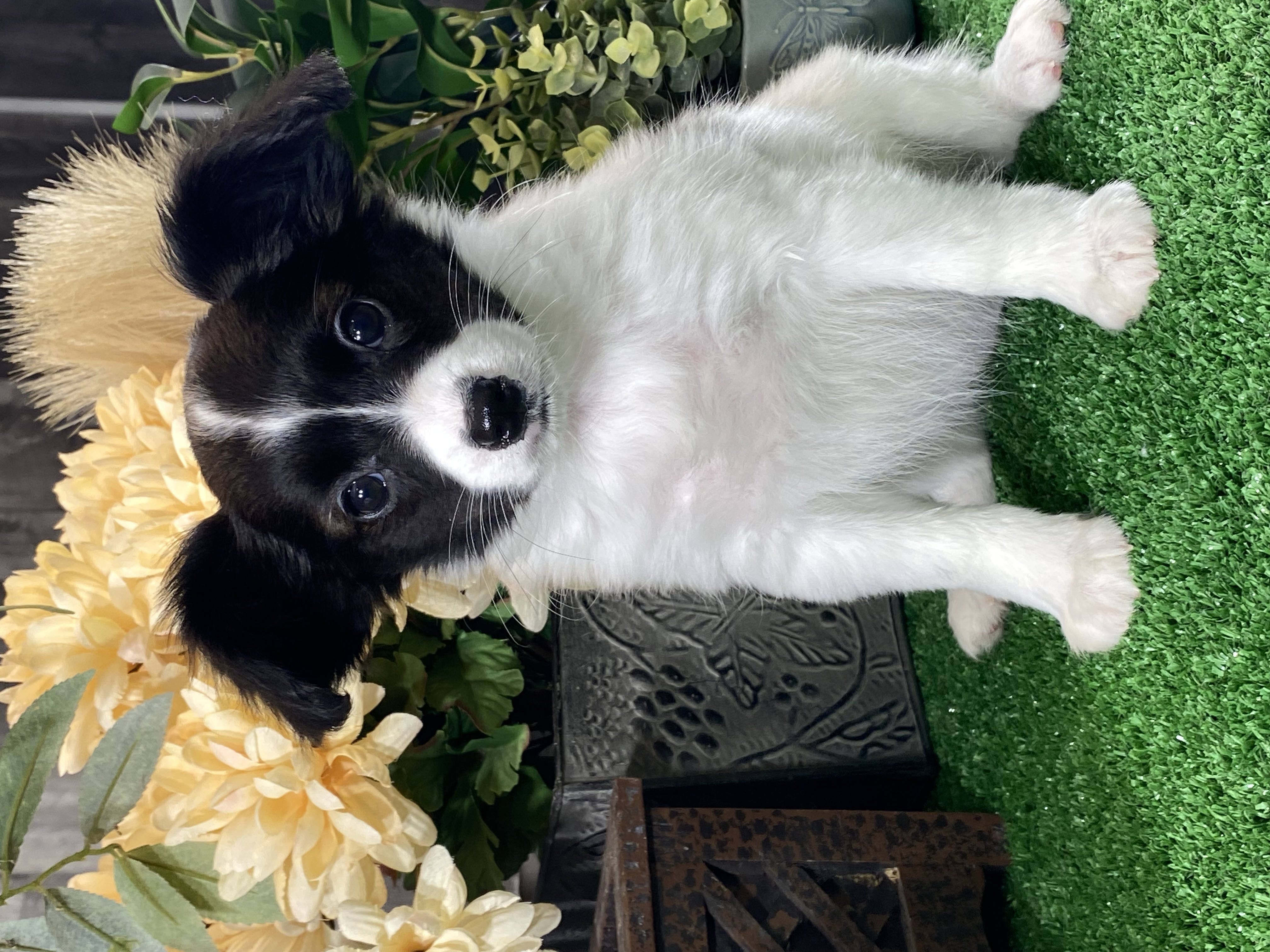 puppy, for, sale, Papillon, Curtis  Martin, dog, breeder, Seneca Falls, NY, dog-breeder, puppy-for-sale, forsale, nearby, find, puppyfind, locator, puppylocator, aca