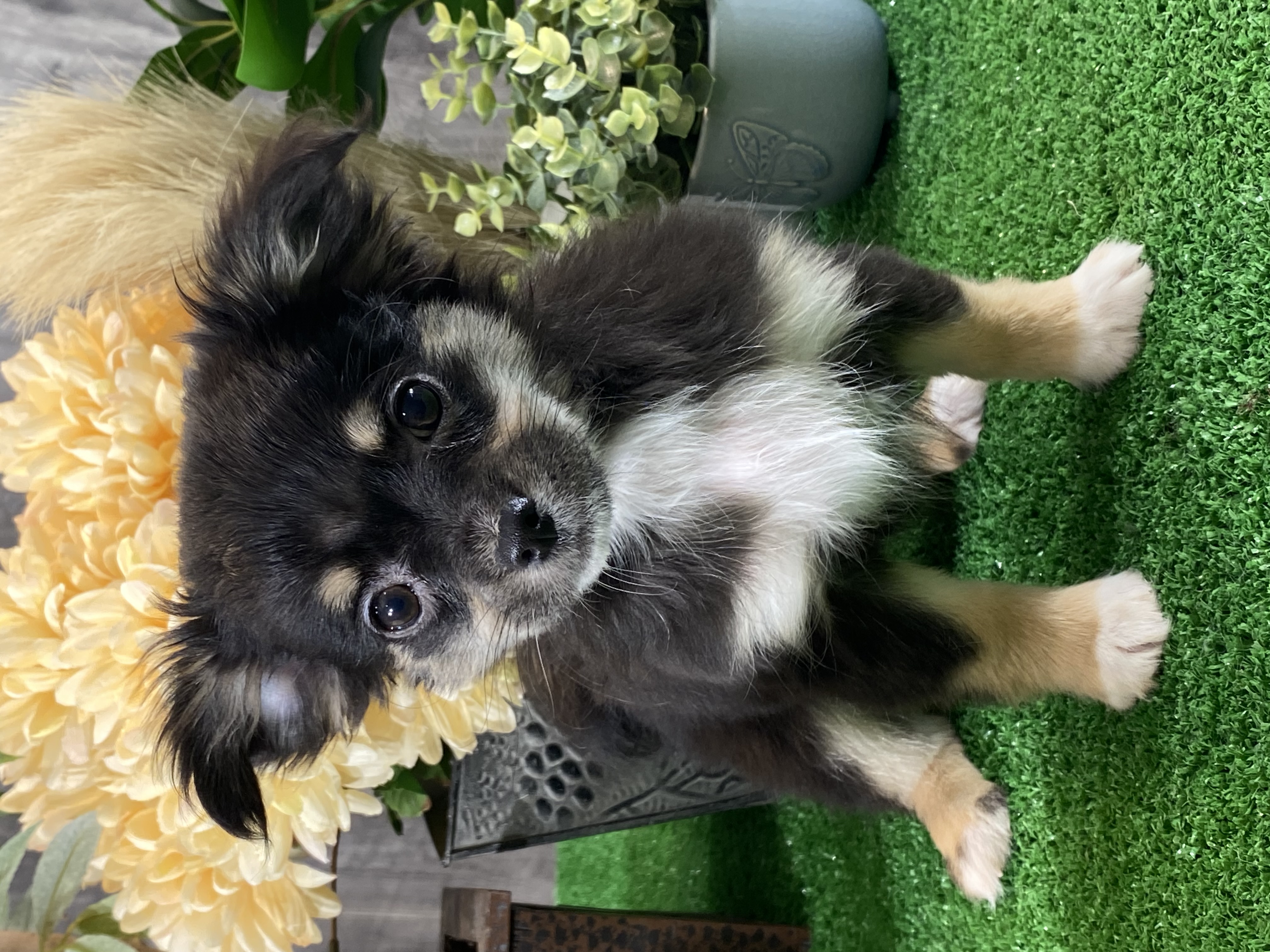 puppy, for, sale, Chihuahua, Curtis  Martin, dog, breeder, Seneca Falls, NY, dog-breeder, puppy-for-sale, forsale, nearby, find, puppyfind, locator, puppylocator, aca