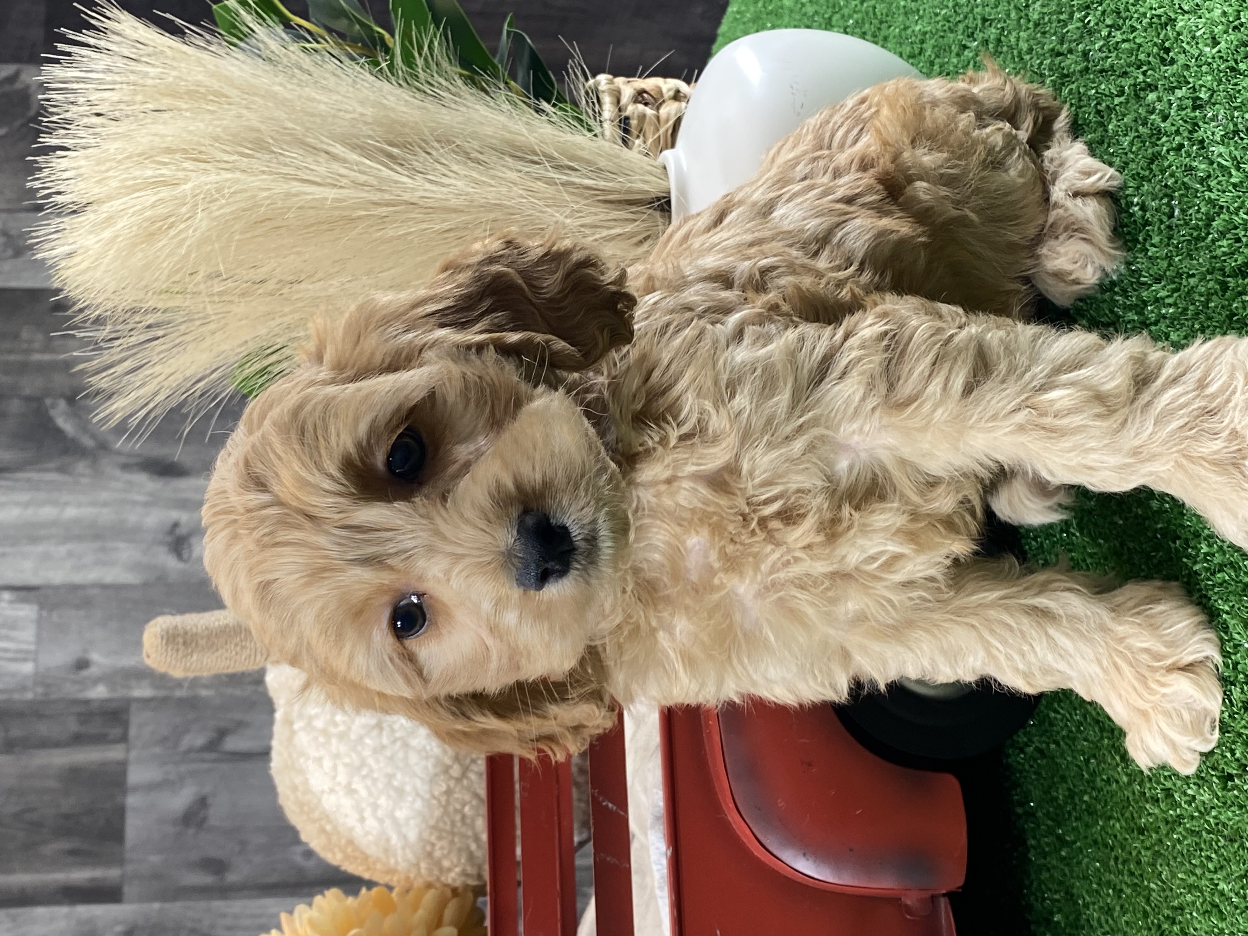 puppy, for, sale, Cock A Poo, Curtis  Martin, dog, breeder, Seneca Falls, NY, dog-breeder, puppy-for-sale, forsale, nearby, find, puppyfind, locator, puppylocator, aca