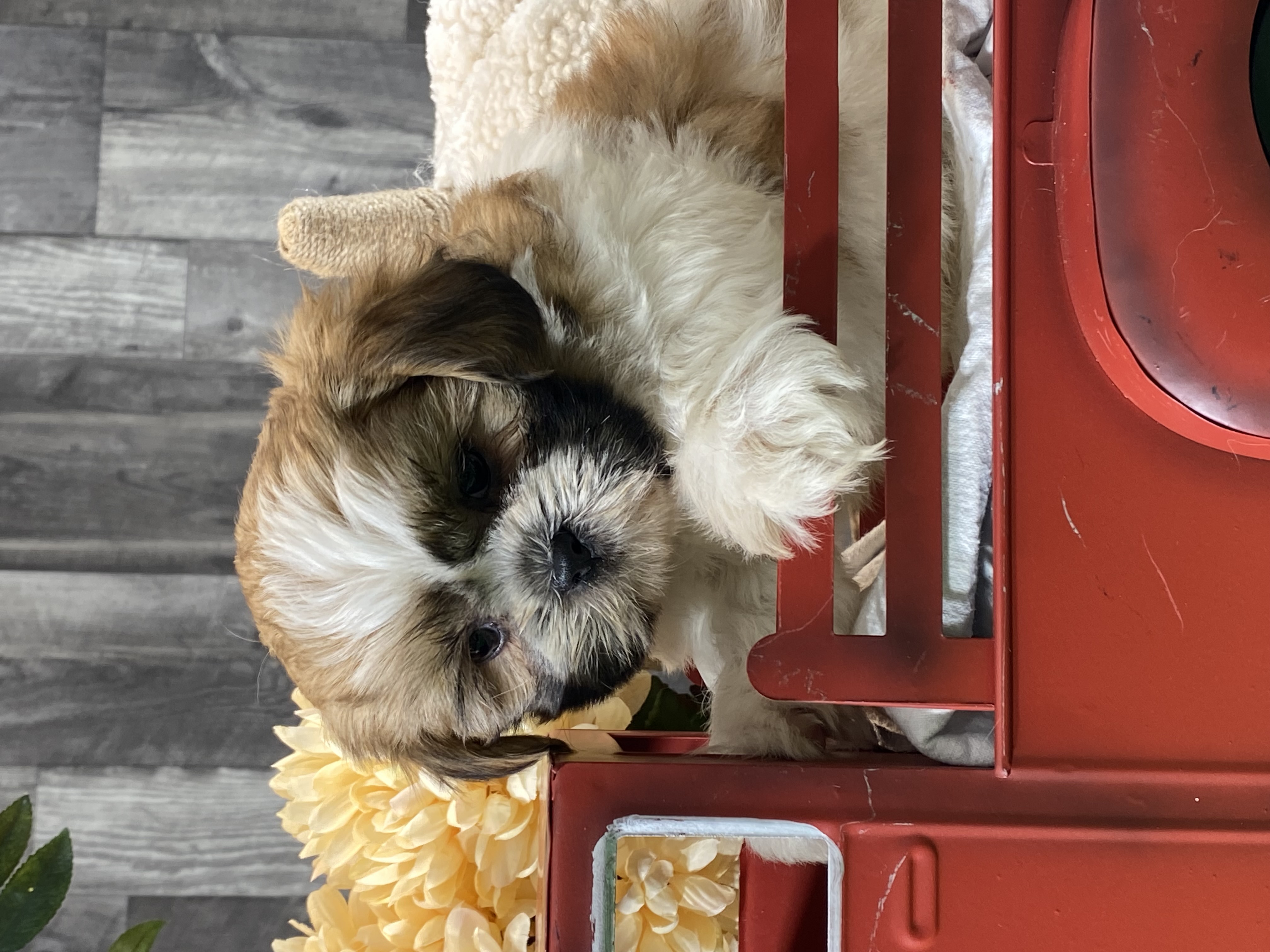 puppy, for, sale, Shih Tzu, Curtis  Martin, dog, breeder, Seneca Falls, NY, dog-breeder, puppy-for-sale, forsale, nearby, find, puppyfind, locator, puppylocator, aca
