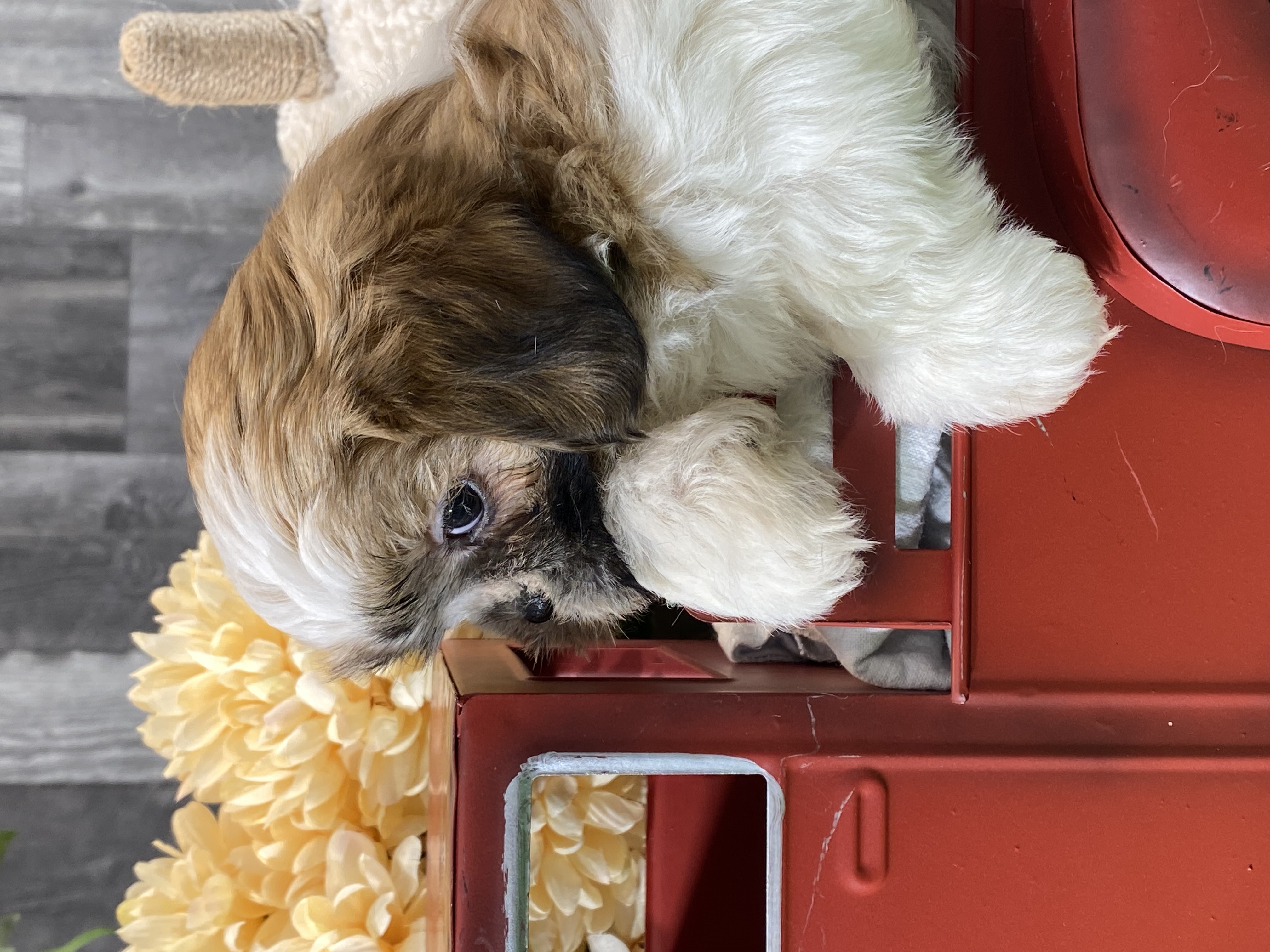 puppy, for, sale, Shih Tzu, Curtis  Martin, dog, breeder, Seneca Falls, NY, dog-breeder, puppy-for-sale, forsale, nearby, find, puppyfind, locator, puppylocator, aca