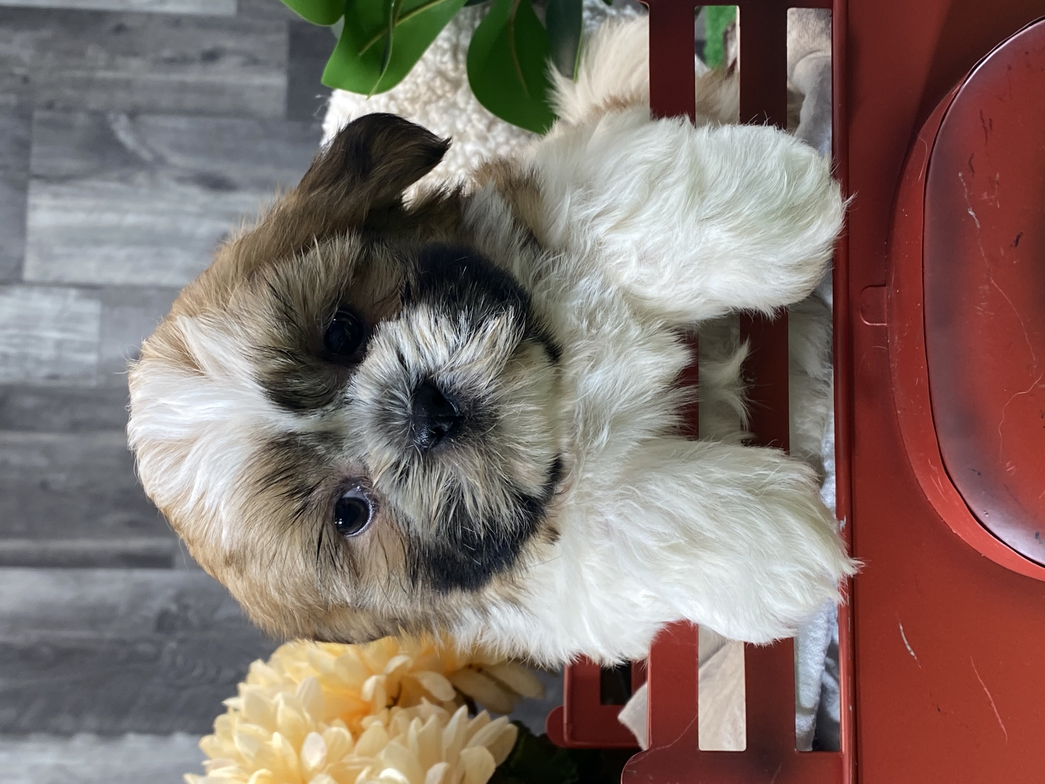 puppy, for, sale, Shih Tzu, Curtis  Martin, dog, breeder, Seneca Falls, NY, dog-breeder, puppy-for-sale, forsale, nearby, find, puppyfind, locator, puppylocator, aca