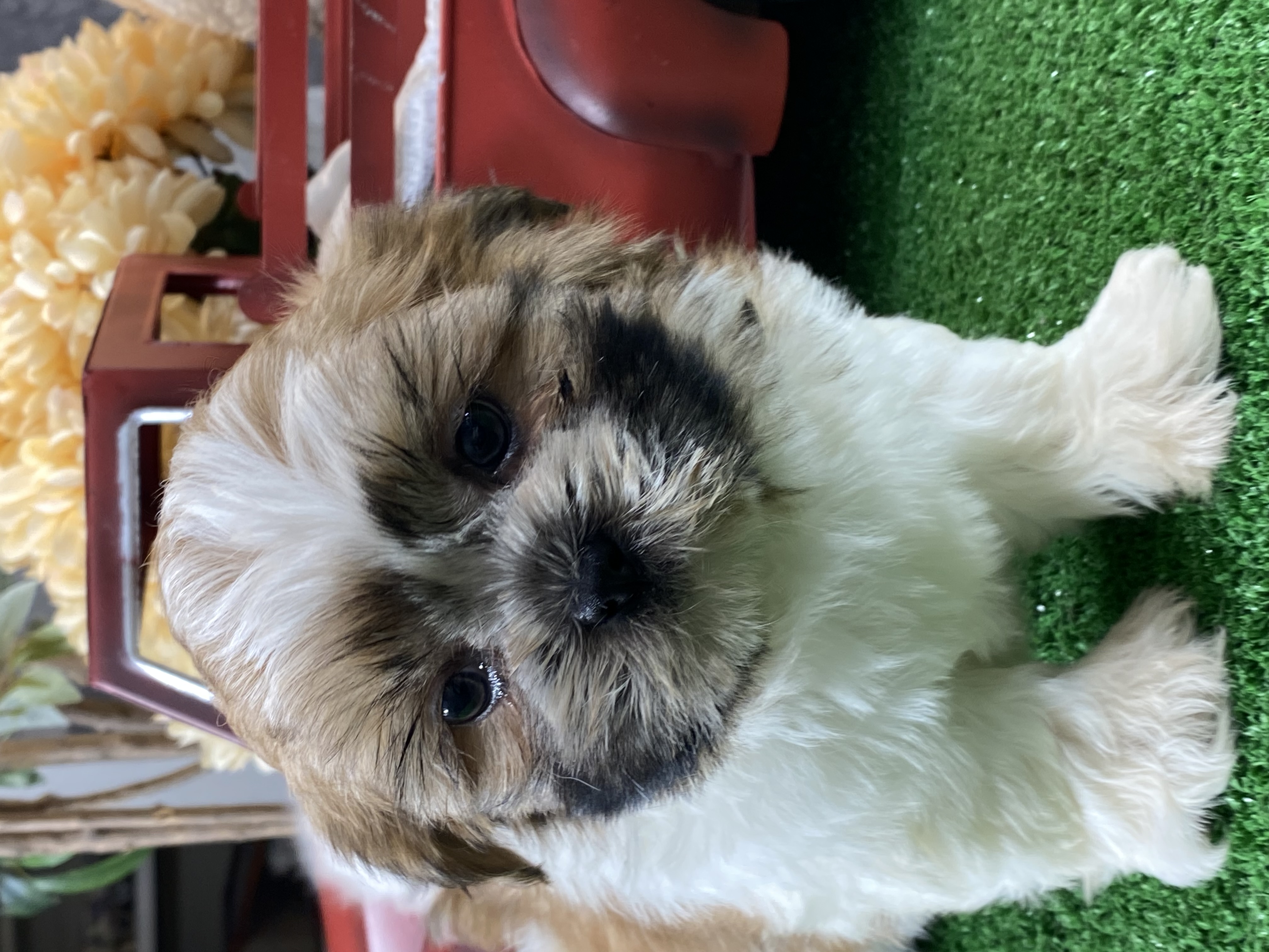 puppy, for, sale, Shih Tzu, Curtis  Martin, dog, breeder, Seneca Falls, NY, dog-breeder, puppy-for-sale, forsale, nearby, find, puppyfind, locator, puppylocator, aca
