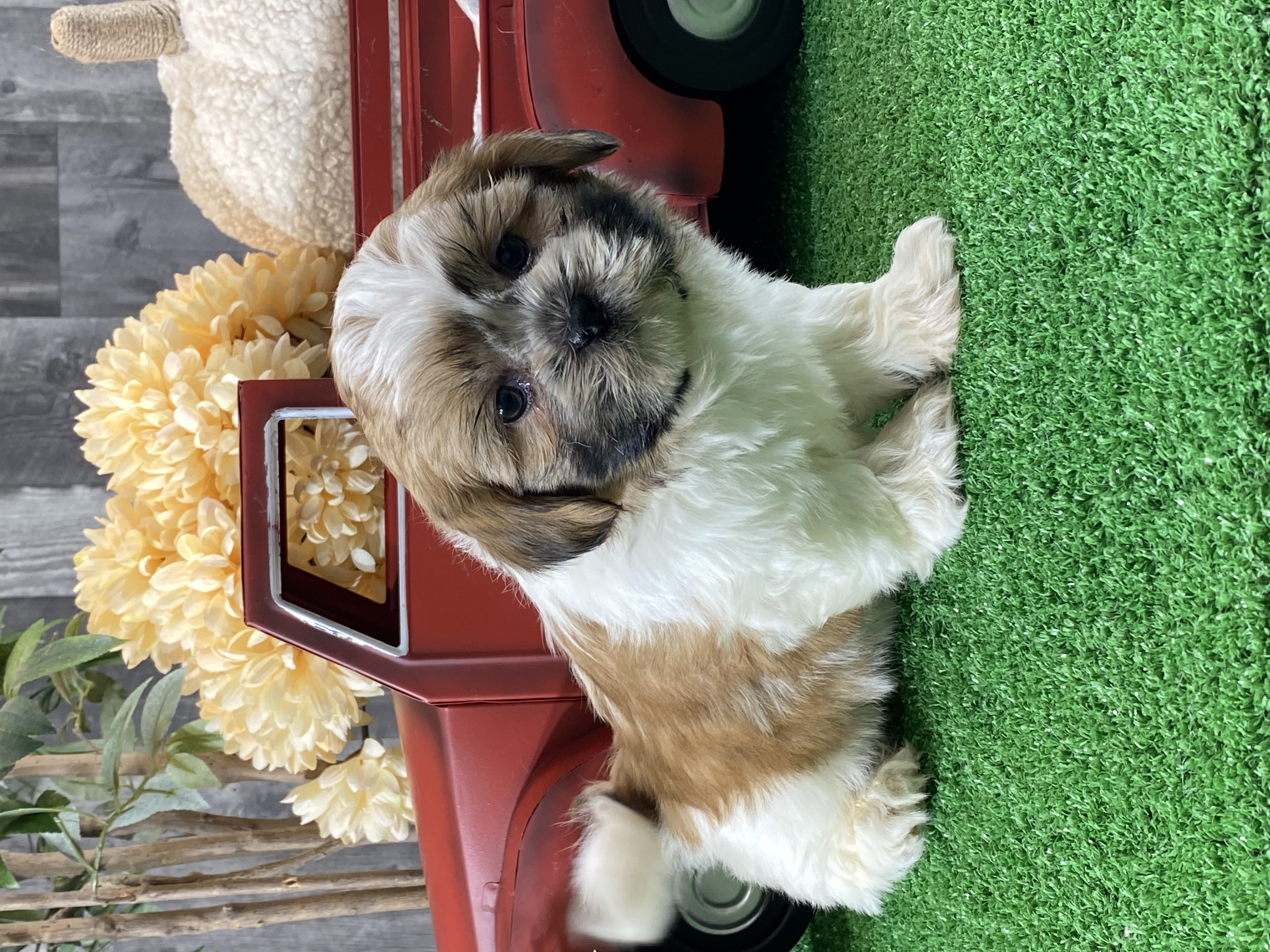 puppy, for, sale, Shih Tzu, Curtis  Martin, dog, breeder, Seneca Falls, NY, dog-breeder, puppy-for-sale, forsale, nearby, find, puppyfind, locator, puppylocator, aca