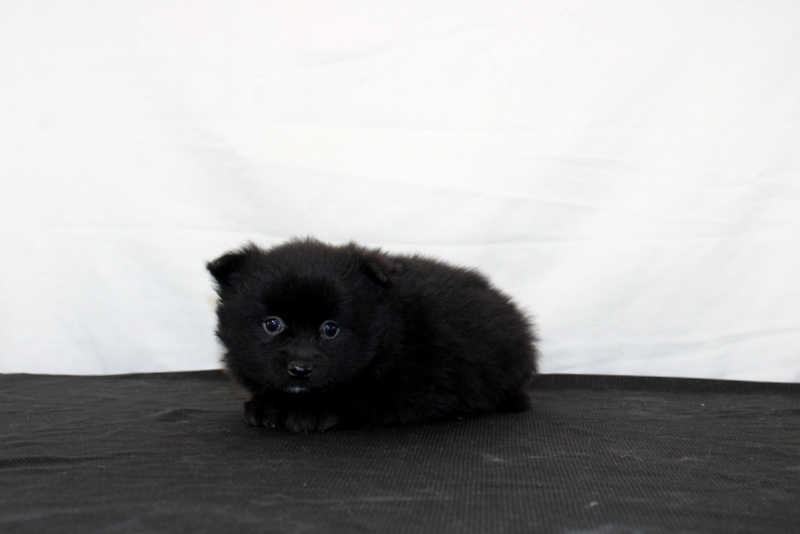 puppy, for, sale, Pomeranian, Matthew B. Stoltzfus, dog, breeder, Gap, PA, dog-breeder, puppy-for-sale, forsale, nearby, find, puppyfind, locator, puppylocator, aca