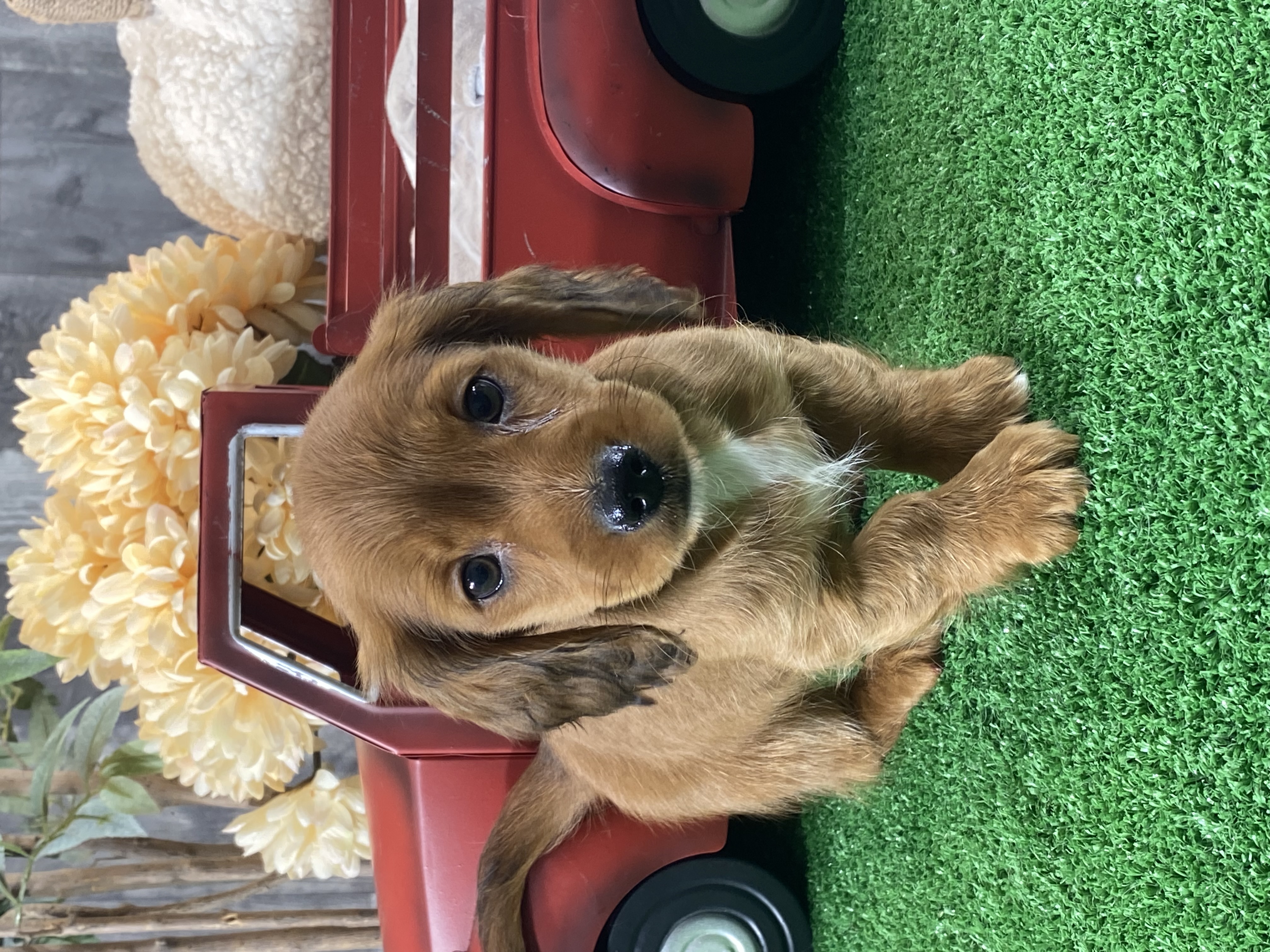 puppy, for, sale, Dachshund, Curtis  Martin, dog, breeder, Seneca Falls, NY, dog-breeder, puppy-for-sale, forsale, nearby, find, puppyfind, locator, puppylocator, aca