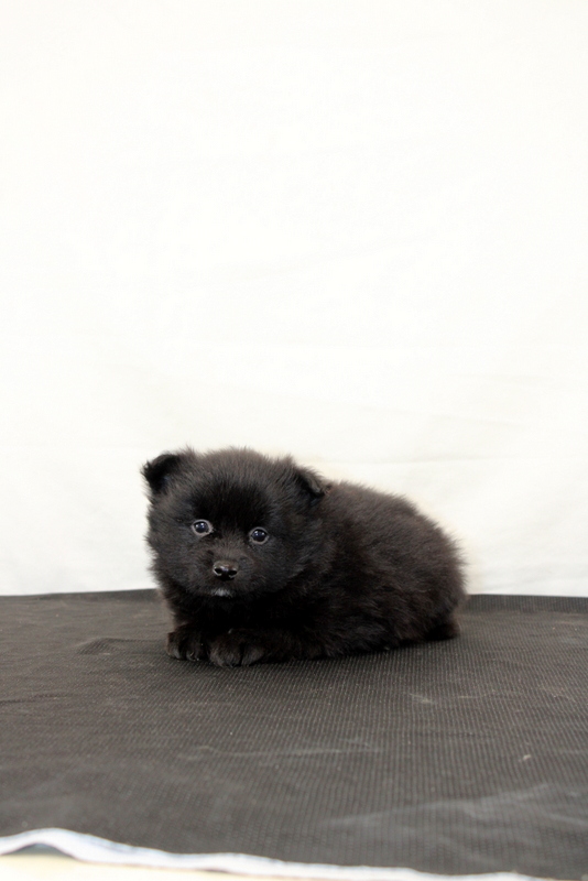 puppy, for, sale, Pomeranian, Matthew B. Stoltzfus, dog, breeder, Gap, PA, dog-breeder, puppy-for-sale, forsale, nearby, find, puppyfind, locator, puppylocator, aca