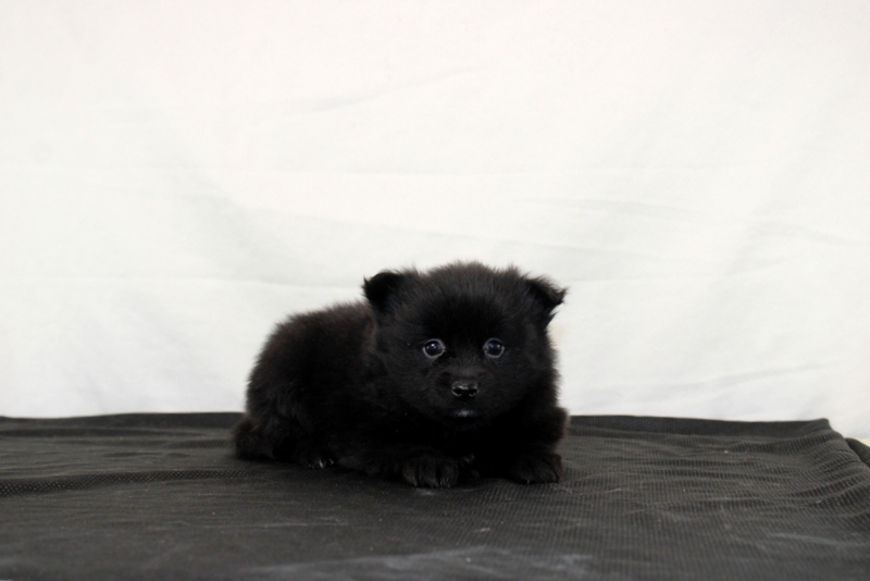 puppy, for, sale, Pomeranian, Matthew B. Stoltzfus, dog, breeder, Gap, PA, dog-breeder, puppy-for-sale, forsale, nearby, find, puppyfind, locator, puppylocator, aca