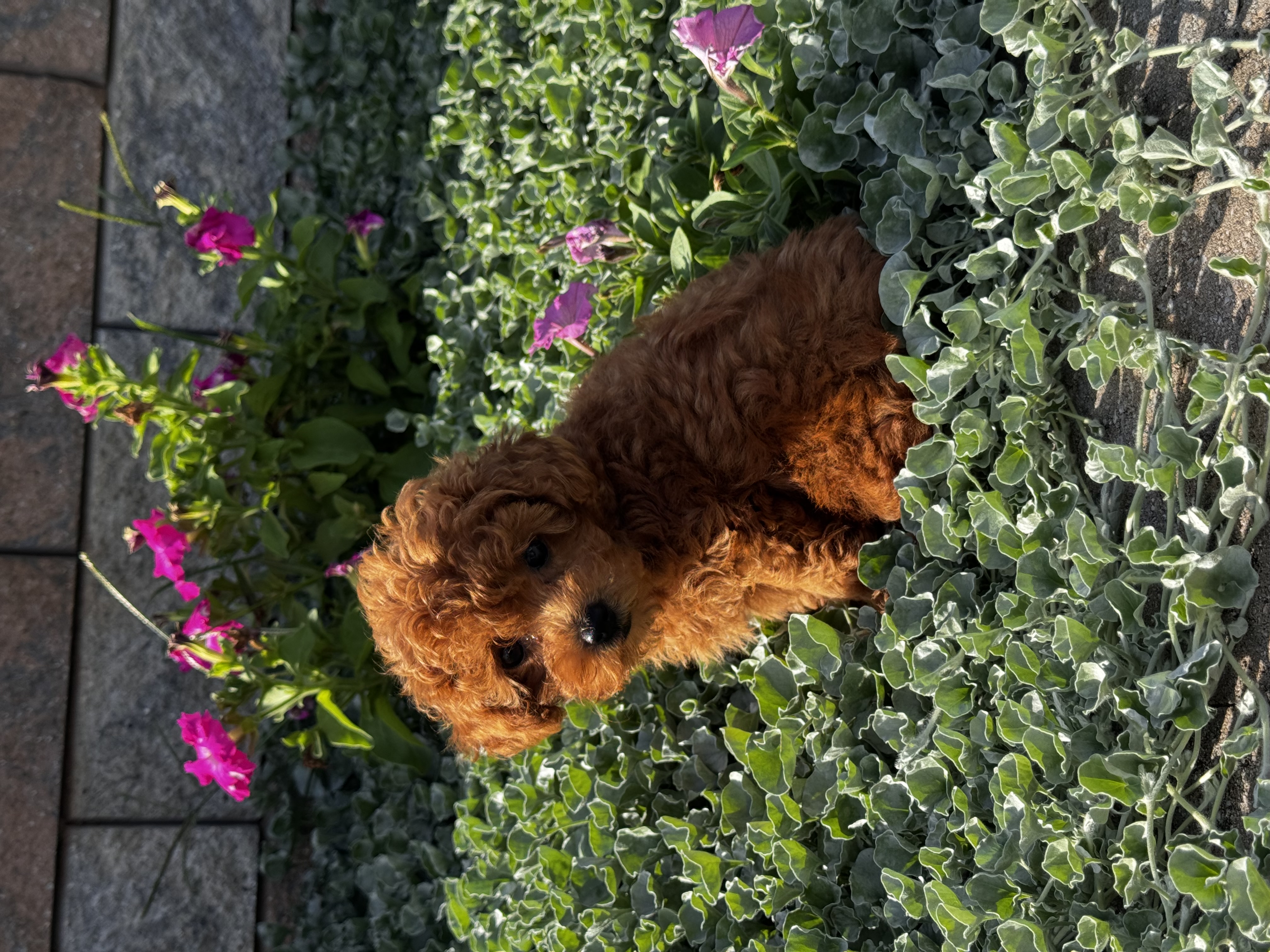puppy, for, sale, Poodle, Curtis  Martin, dog, breeder, Seneca Falls, NY, dog-breeder, puppy-for-sale, forsale, nearby, find, puppyfind, locator, puppylocator, aca