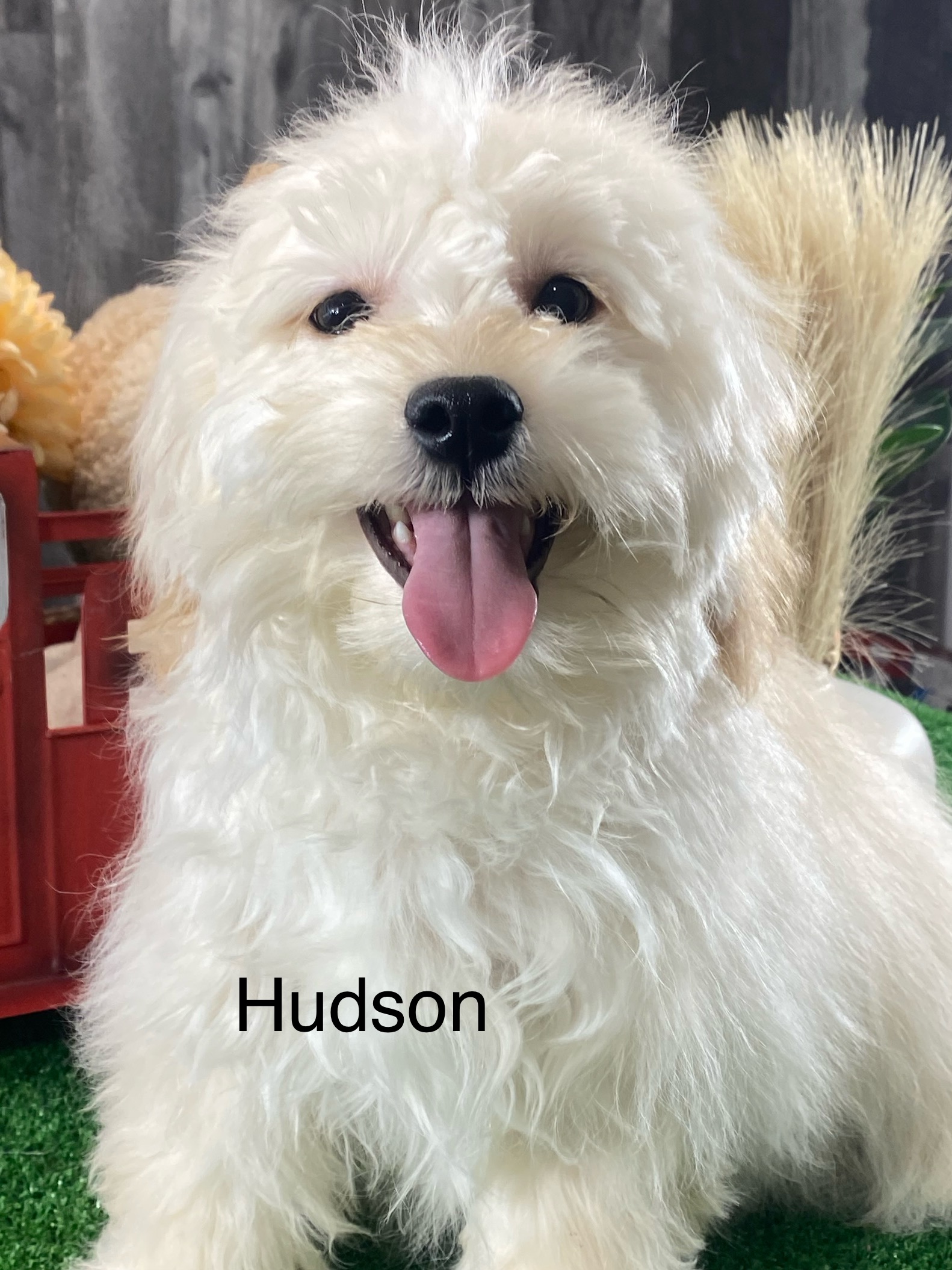 puppy, for, sale, Havanese, Curtis  Martin, dog, breeder, Seneca Falls, NY, dog-breeder, puppy-for-sale, forsale, nearby, find, puppyfind, locator, puppylocator, aca