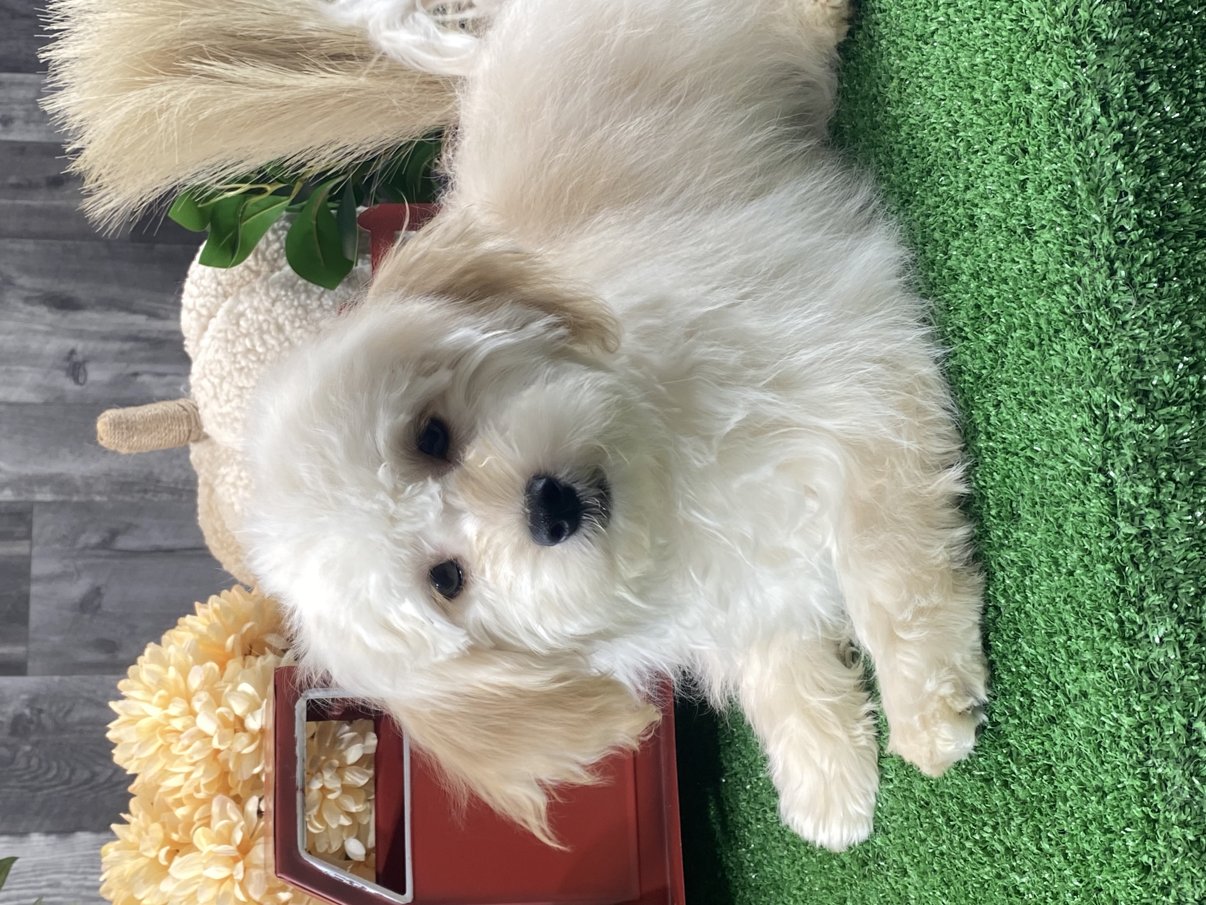 puppy, for, sale, Havanese, Curtis  Martin, dog, breeder, Seneca Falls, NY, dog-breeder, puppy-for-sale, forsale, nearby, find, puppyfind, locator, puppylocator, aca