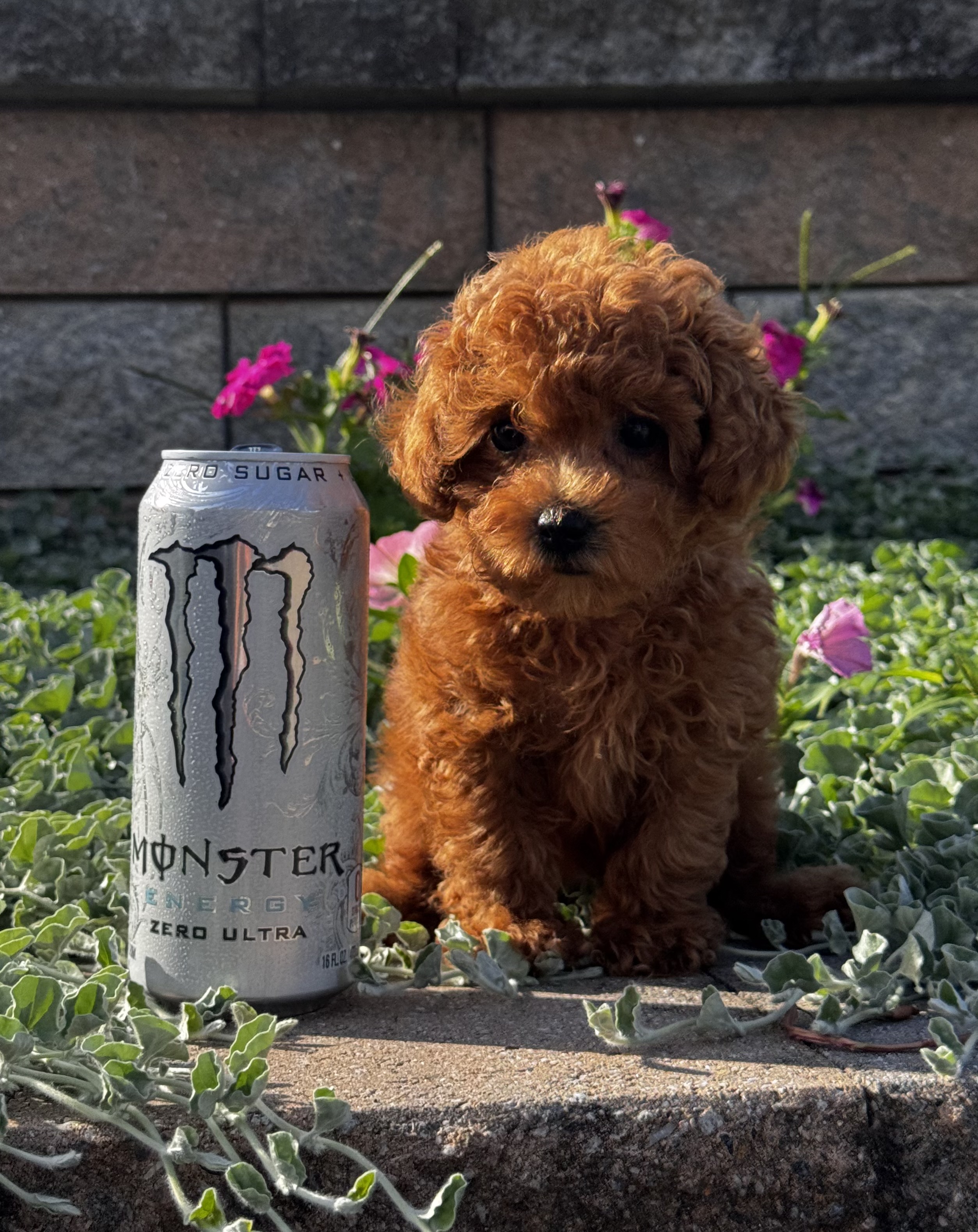 puppy, for, sale, Poodle, Curtis  Martin, dog, breeder, Seneca Falls, NY, dog-breeder, puppy-for-sale, forsale, nearby, find, puppyfind, locator, puppylocator, aca