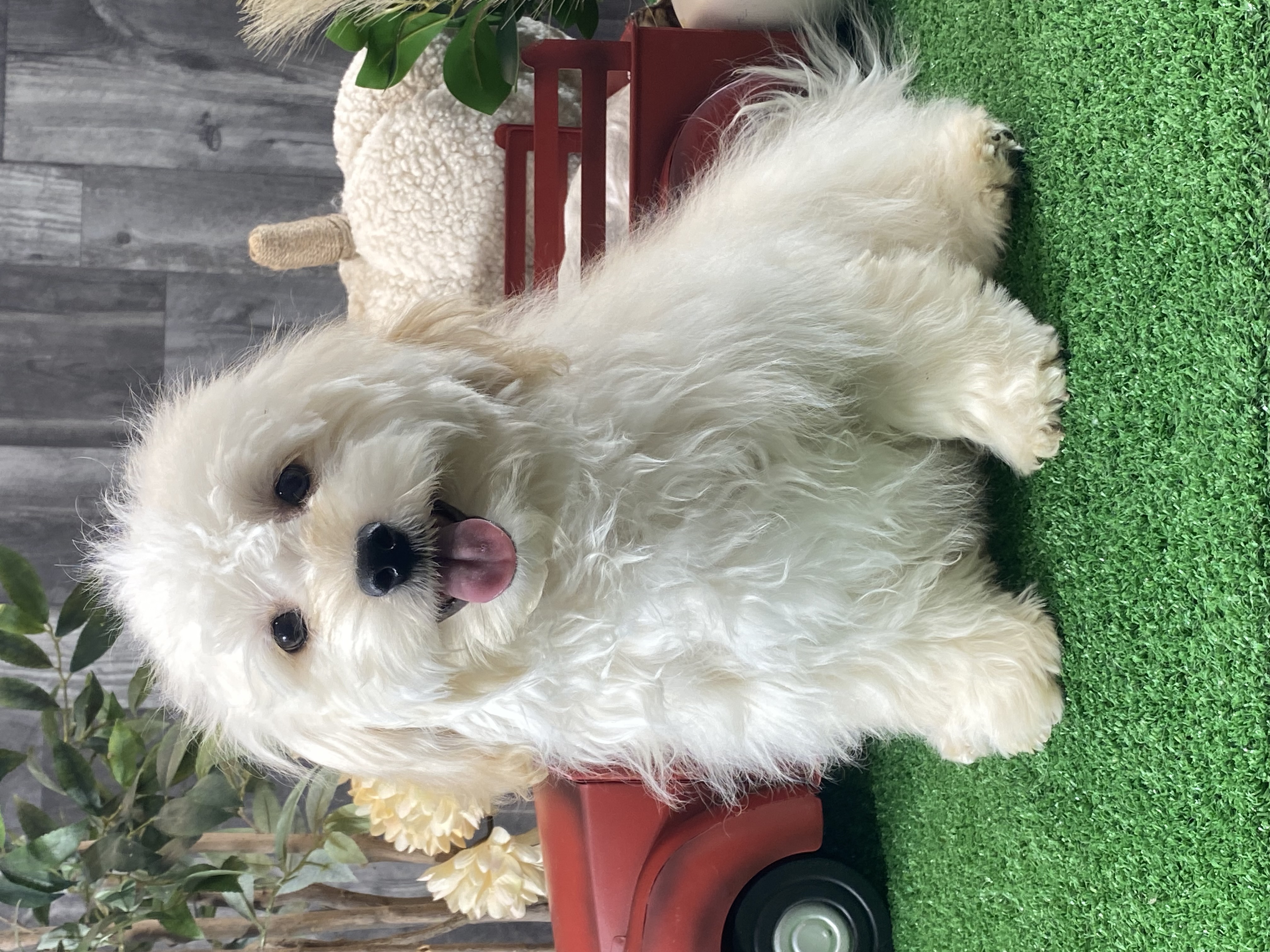 puppy, for, sale, Havanese, Curtis  Martin, dog, breeder, Seneca Falls, NY, dog-breeder, puppy-for-sale, forsale, nearby, find, puppyfind, locator, puppylocator, aca