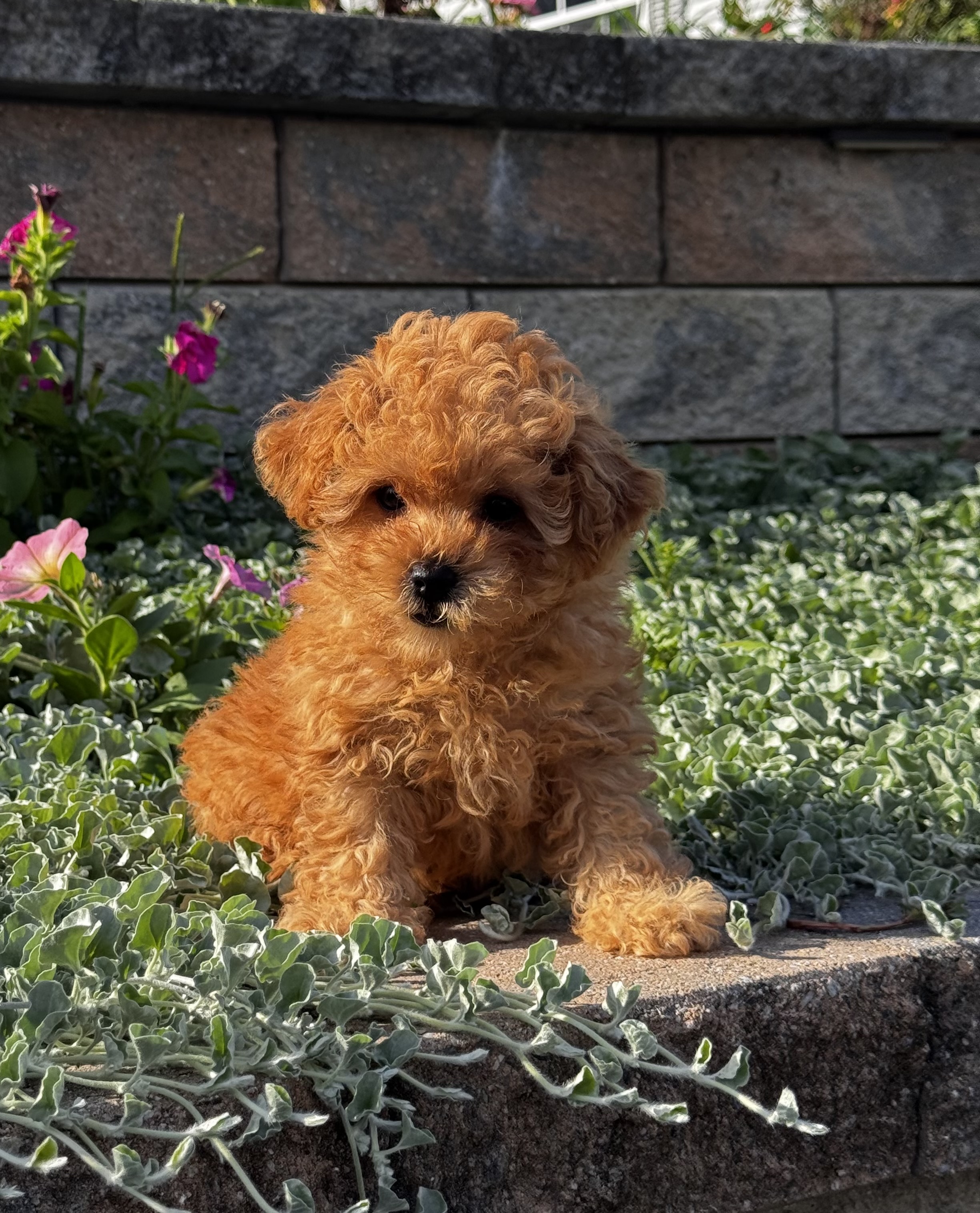 puppy, for, sale, Poodle, Curtis  Martin, dog, breeder, Seneca Falls, NY, dog-breeder, puppy-for-sale, forsale, nearby, find, puppyfind, locator, puppylocator, aca