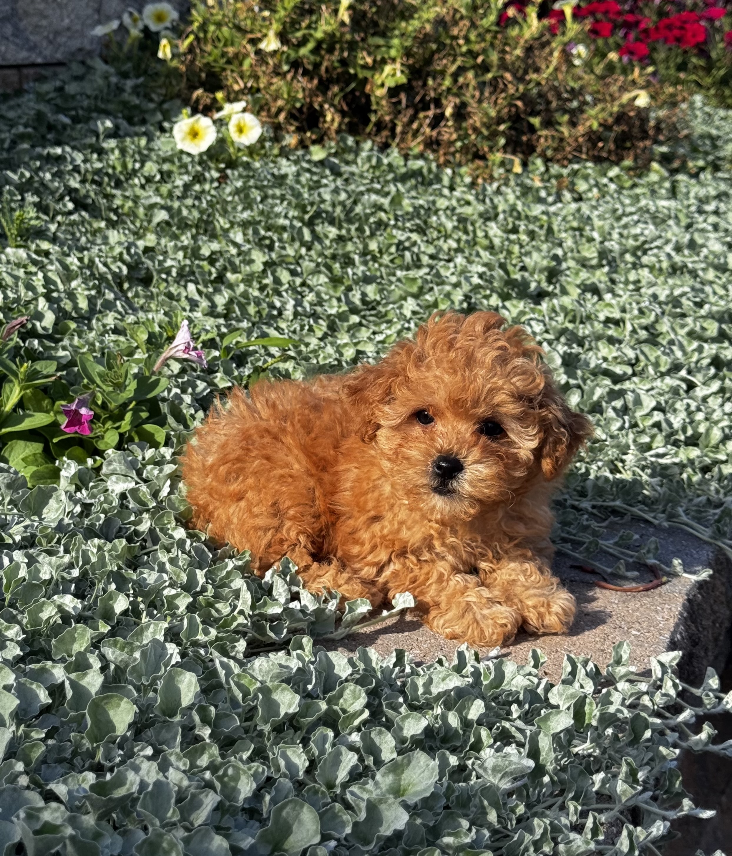 puppy, for, sale, Poodle, Curtis  Martin, dog, breeder, Seneca Falls, NY, dog-breeder, puppy-for-sale, forsale, nearby, find, puppyfind, locator, puppylocator, aca