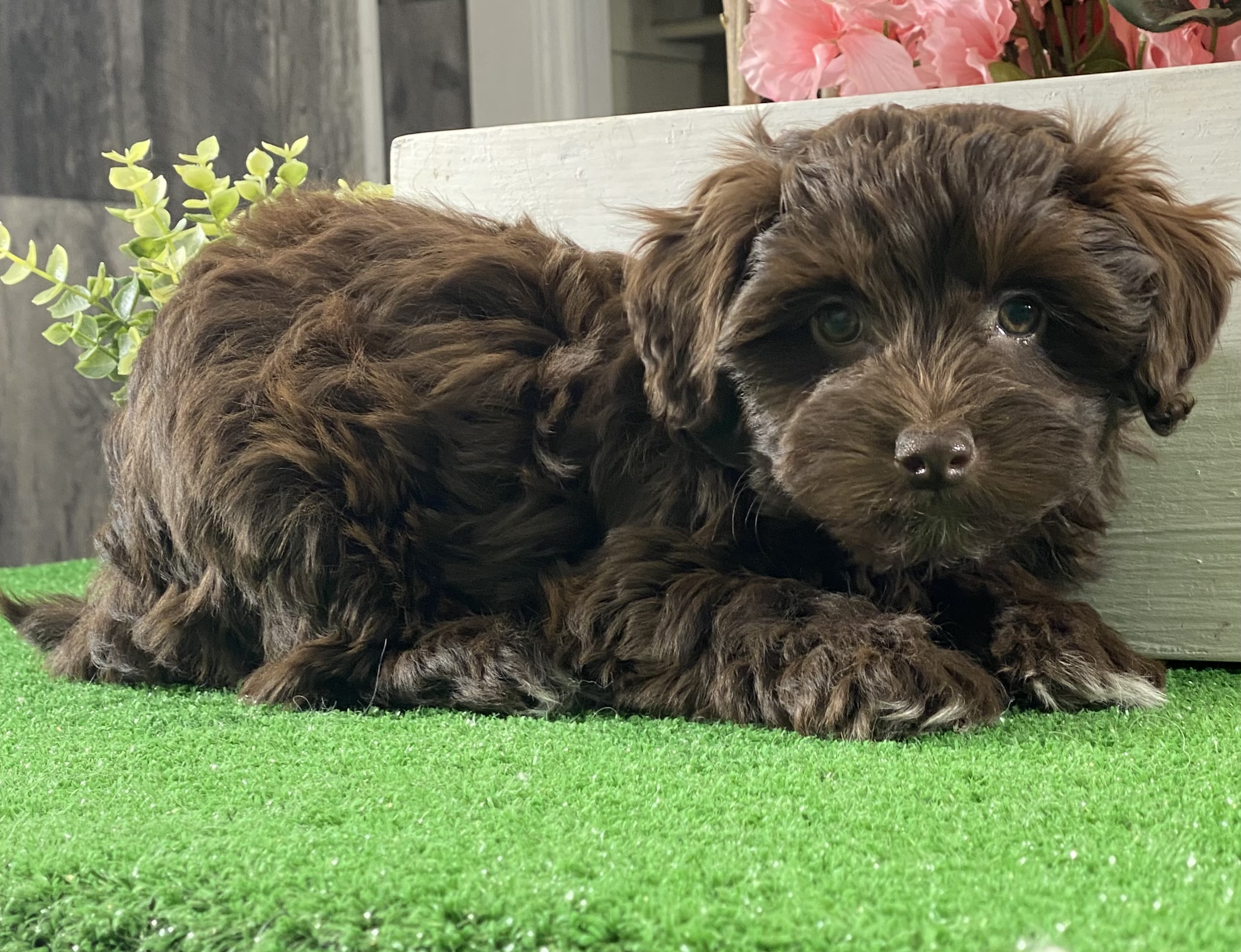 puppy, for, sale, Havanese, Curtis  Martin, dog, breeder, Seneca Falls, NY, dog-breeder, puppy-for-sale, forsale, nearby, find, puppyfind, locator, puppylocator, aca