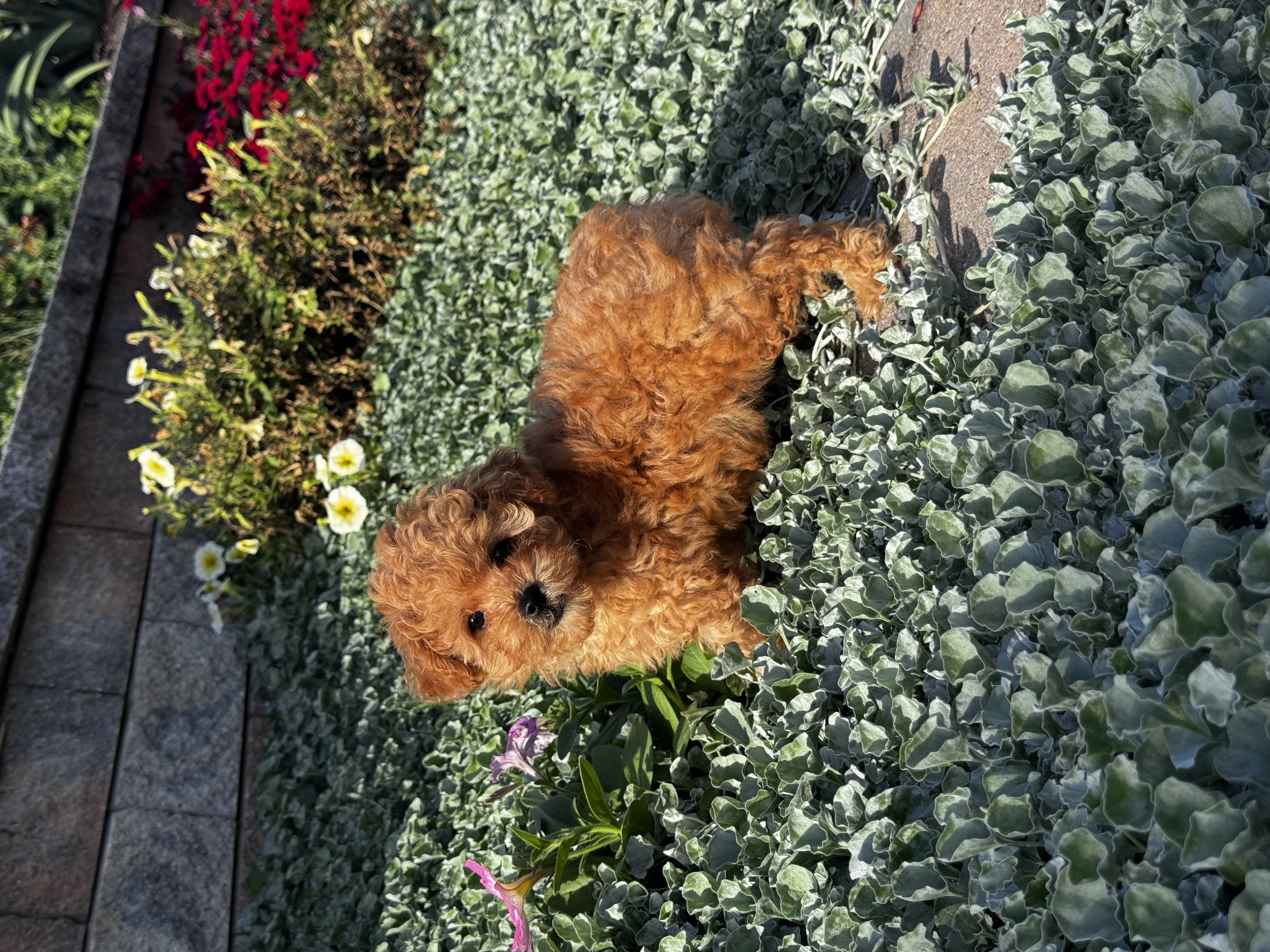 puppy, for, sale, Poodle, Curtis  Martin, dog, breeder, Seneca Falls, NY, dog-breeder, puppy-for-sale, forsale, nearby, find, puppyfind, locator, puppylocator, aca