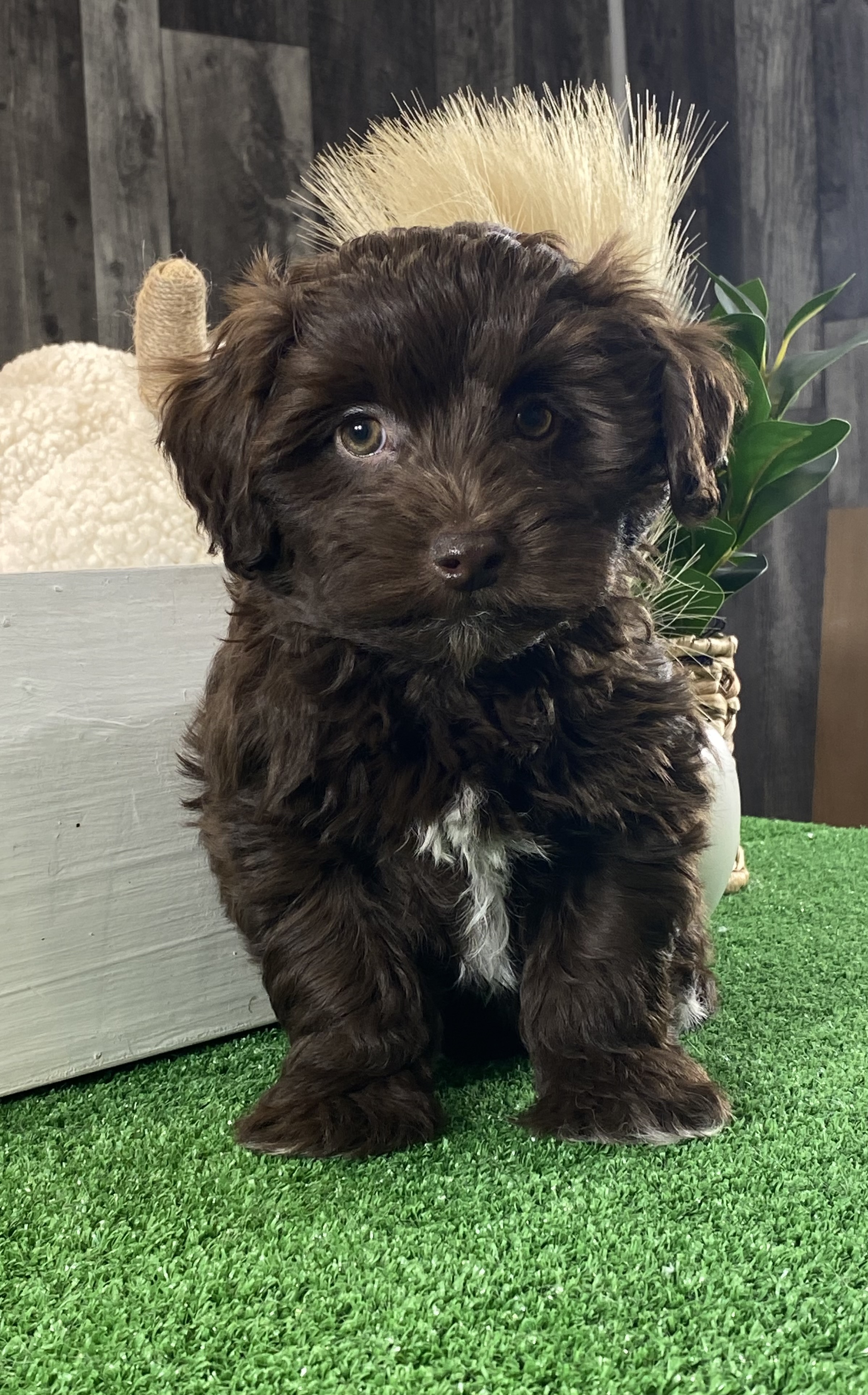 puppy, for, sale, Havanese, Curtis  Martin, dog, breeder, Seneca Falls, NY, dog-breeder, puppy-for-sale, forsale, nearby, find, puppyfind, locator, puppylocator, aca
