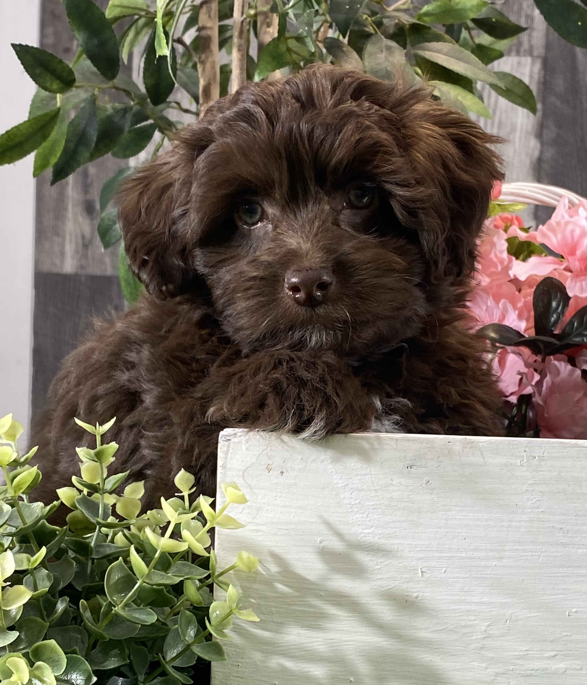 puppy, for, sale, Havanese, Curtis  Martin, dog, breeder, Seneca Falls, NY, dog-breeder, puppy-for-sale, forsale, nearby, find, puppyfind, locator, puppylocator, aca