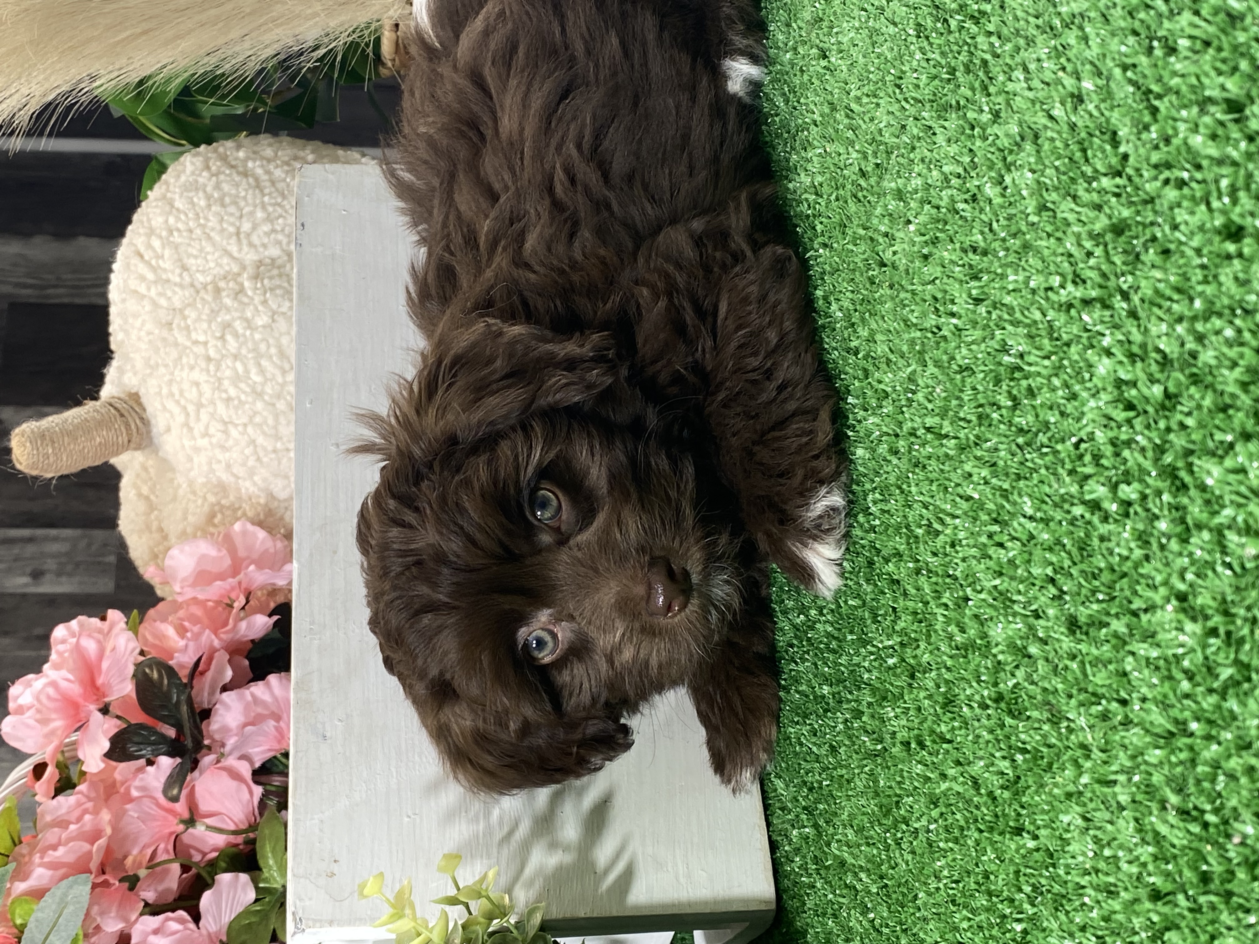 puppy, for, sale, Havanese, Curtis  Martin, dog, breeder, Seneca Falls, NY, dog-breeder, puppy-for-sale, forsale, nearby, find, puppyfind, locator, puppylocator, aca