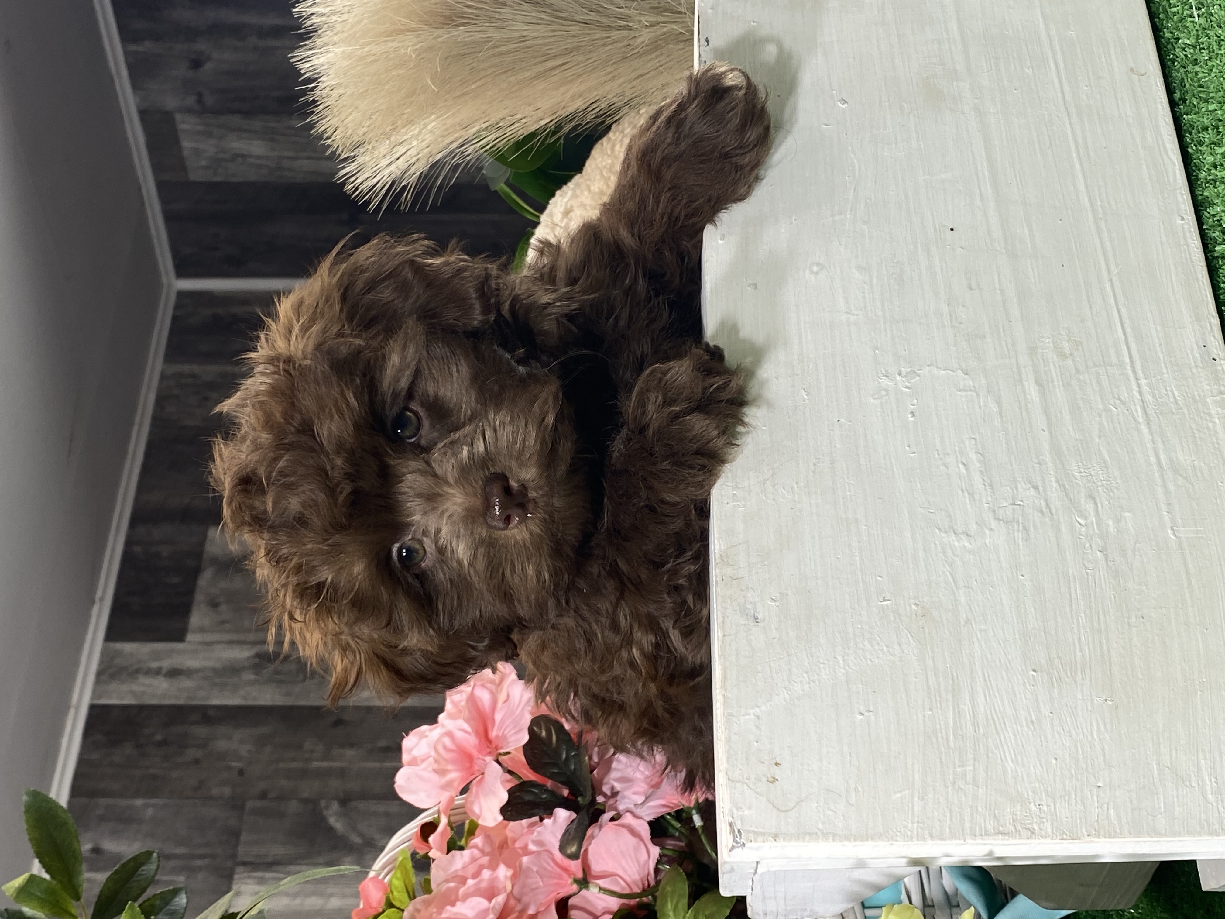 puppy, for, sale, Havanese, Curtis  Martin, dog, breeder, Seneca Falls, NY, dog-breeder, puppy-for-sale, forsale, nearby, find, puppyfind, locator, puppylocator, aca