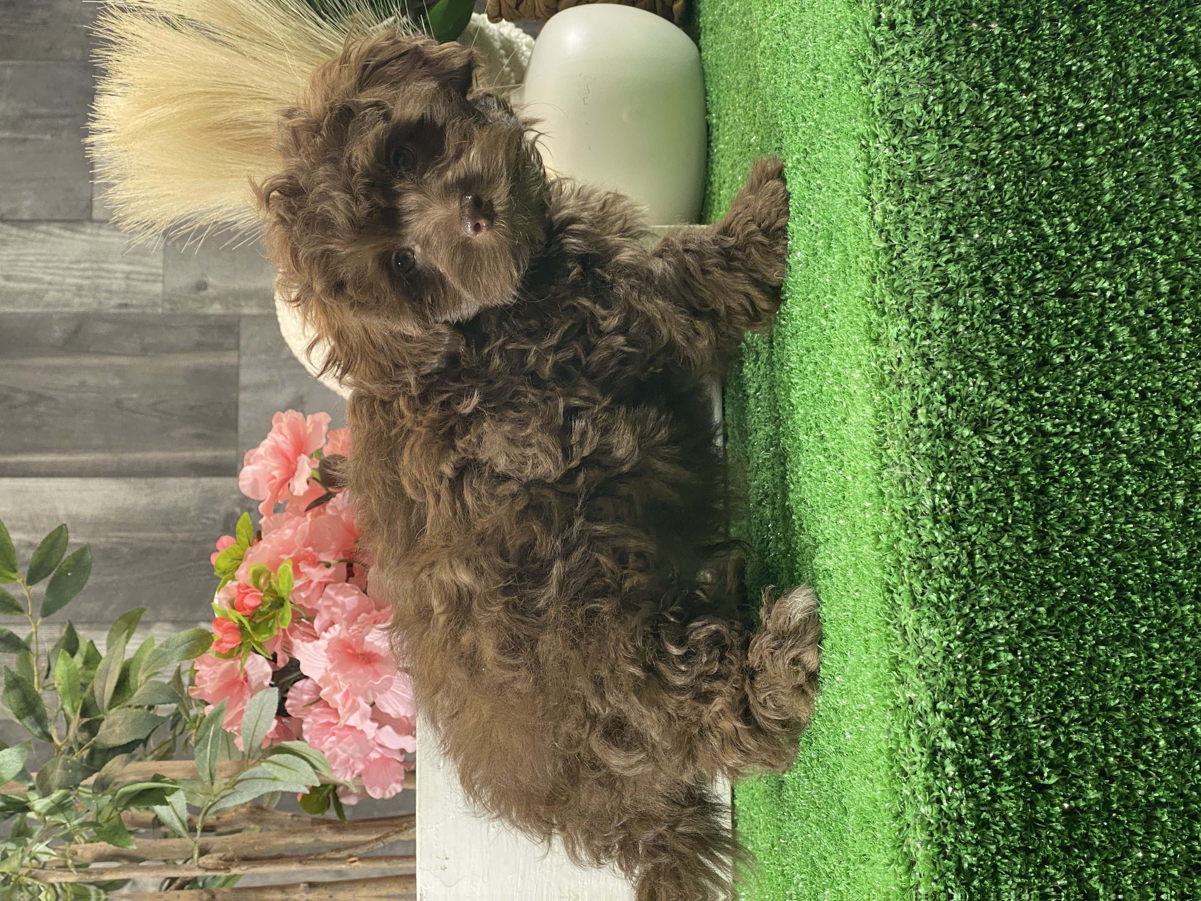 puppy, for, sale, Havanese, Curtis  Martin, dog, breeder, Seneca Falls, NY, dog-breeder, puppy-for-sale, forsale, nearby, find, puppyfind, locator, puppylocator, aca
