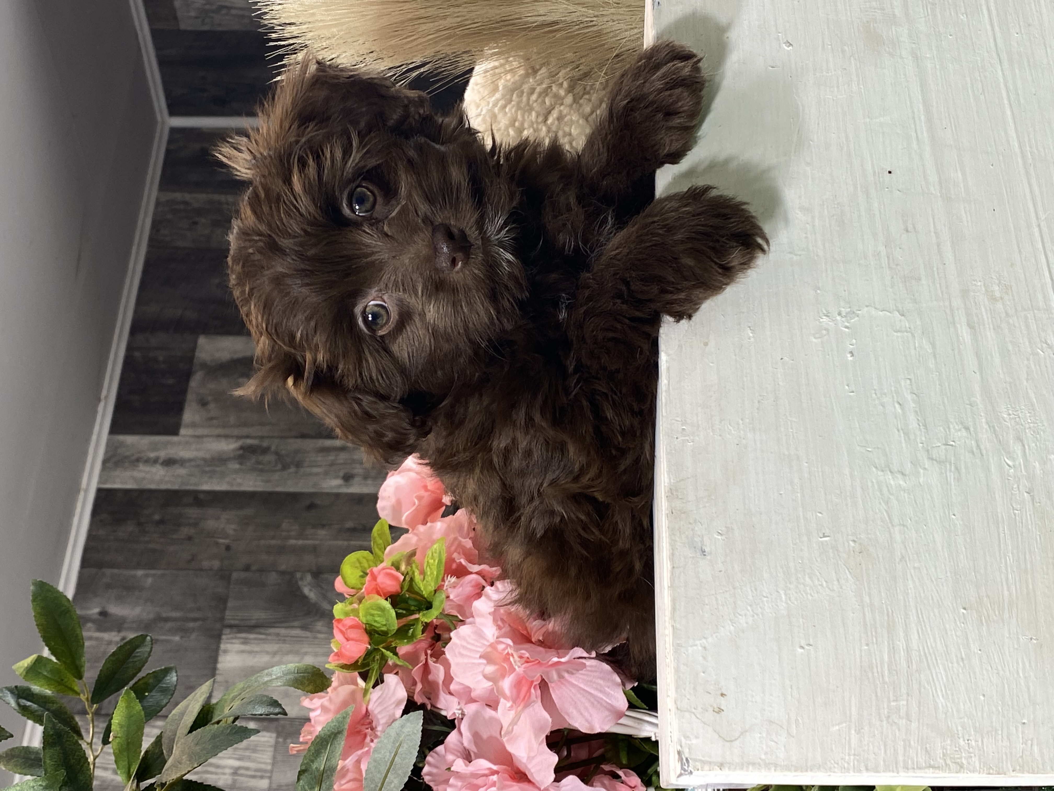 puppy, for, sale, Havanese, Curtis  Martin, dog, breeder, Seneca Falls, NY, dog-breeder, puppy-for-sale, forsale, nearby, find, puppyfind, locator, puppylocator, aca