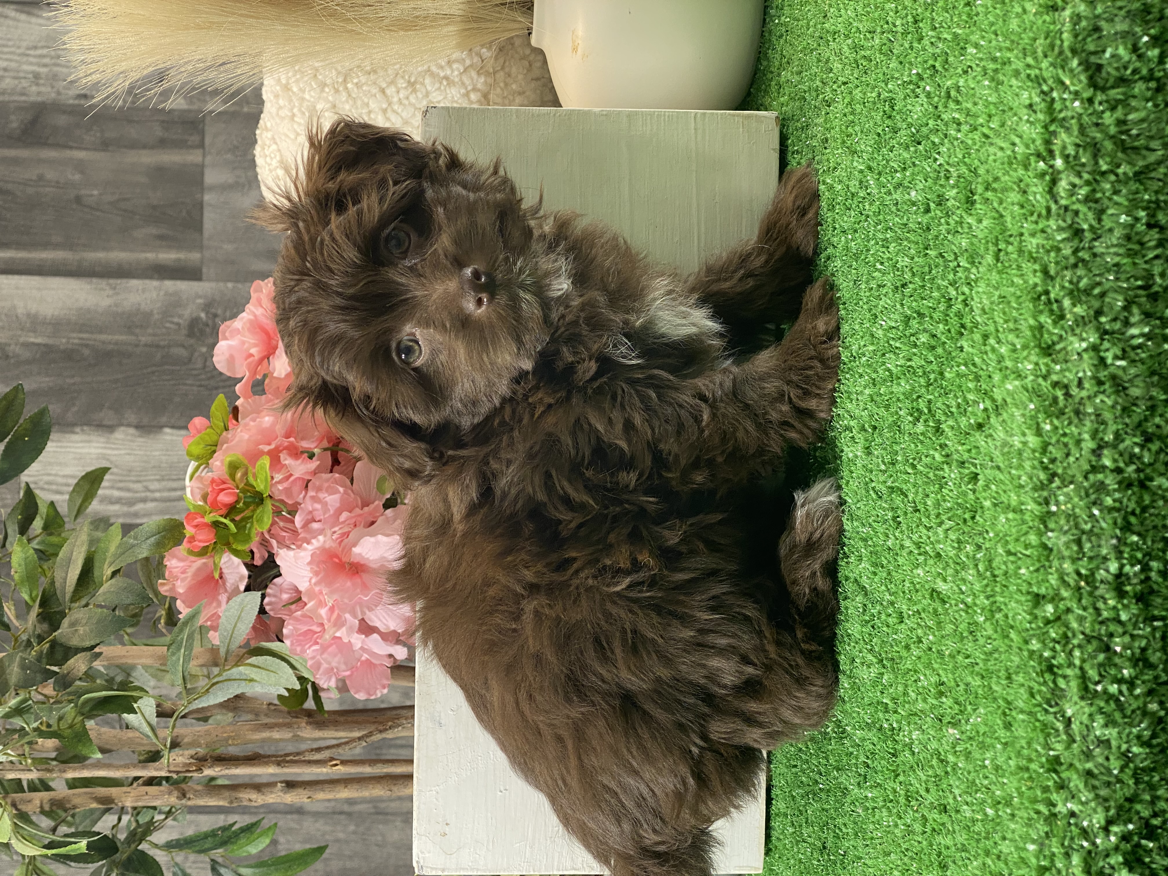 puppy, for, sale, Havanese, Curtis  Martin, dog, breeder, Seneca Falls, NY, dog-breeder, puppy-for-sale, forsale, nearby, find, puppyfind, locator, puppylocator, aca