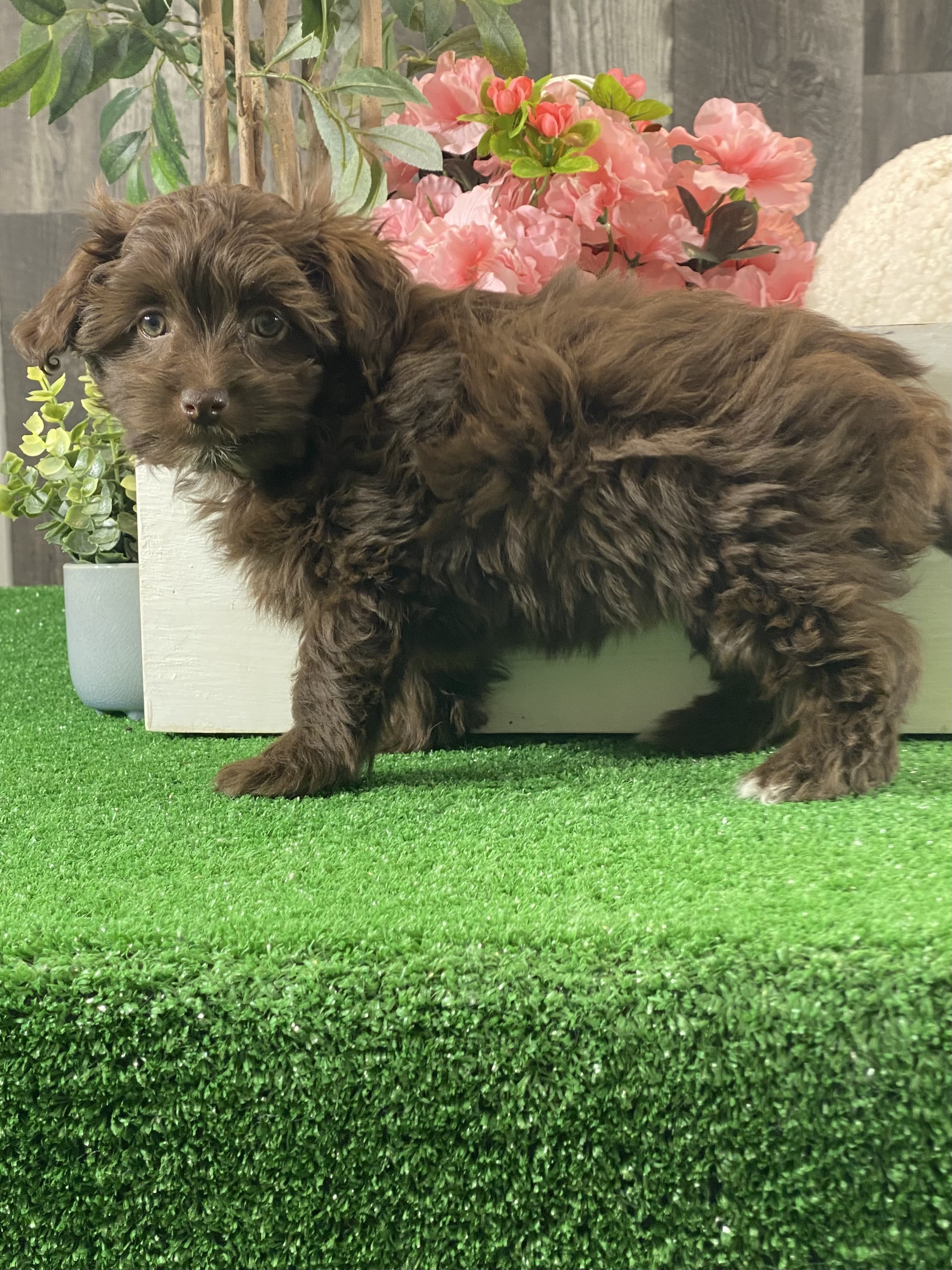 puppy, for, sale, Havanese, Curtis  Martin, dog, breeder, Seneca Falls, NY, dog-breeder, puppy-for-sale, forsale, nearby, find, puppyfind, locator, puppylocator, aca