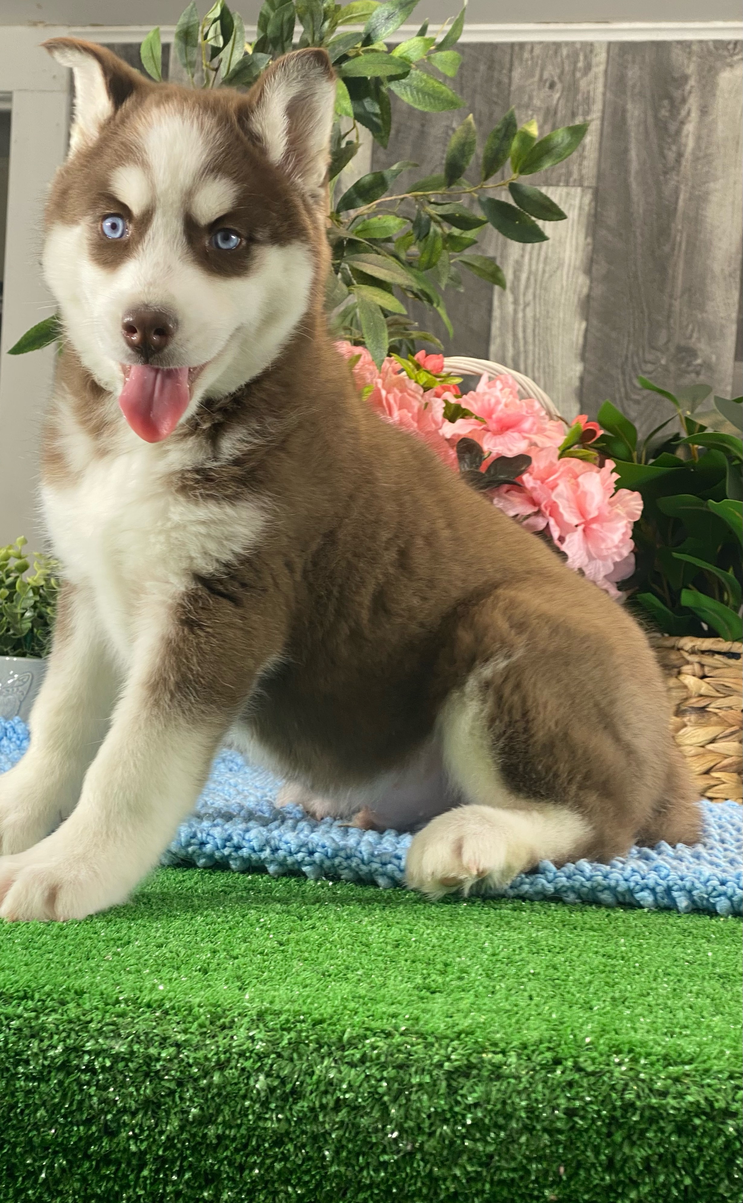 puppy, for, sale, Siberian Husky, Curtis  Martin, dog, breeder, Seneca Falls, NY, dog-breeder, puppy-for-sale, forsale, nearby, find, puppyfind, locator, puppylocator, aca