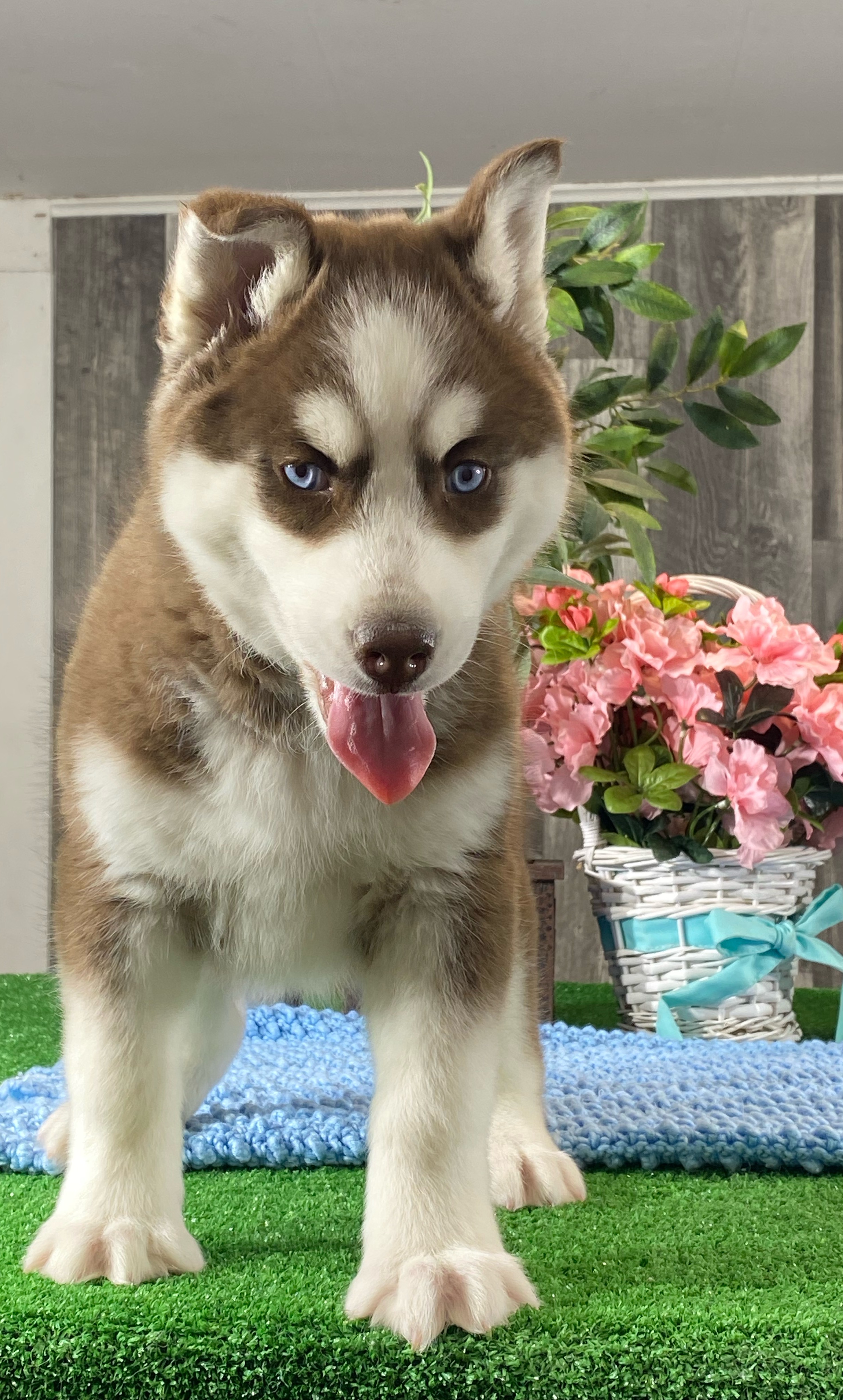 puppy, for, sale, Siberian Husky, Curtis  Martin, dog, breeder, Seneca Falls, NY, dog-breeder, puppy-for-sale, forsale, nearby, find, puppyfind, locator, puppylocator, aca