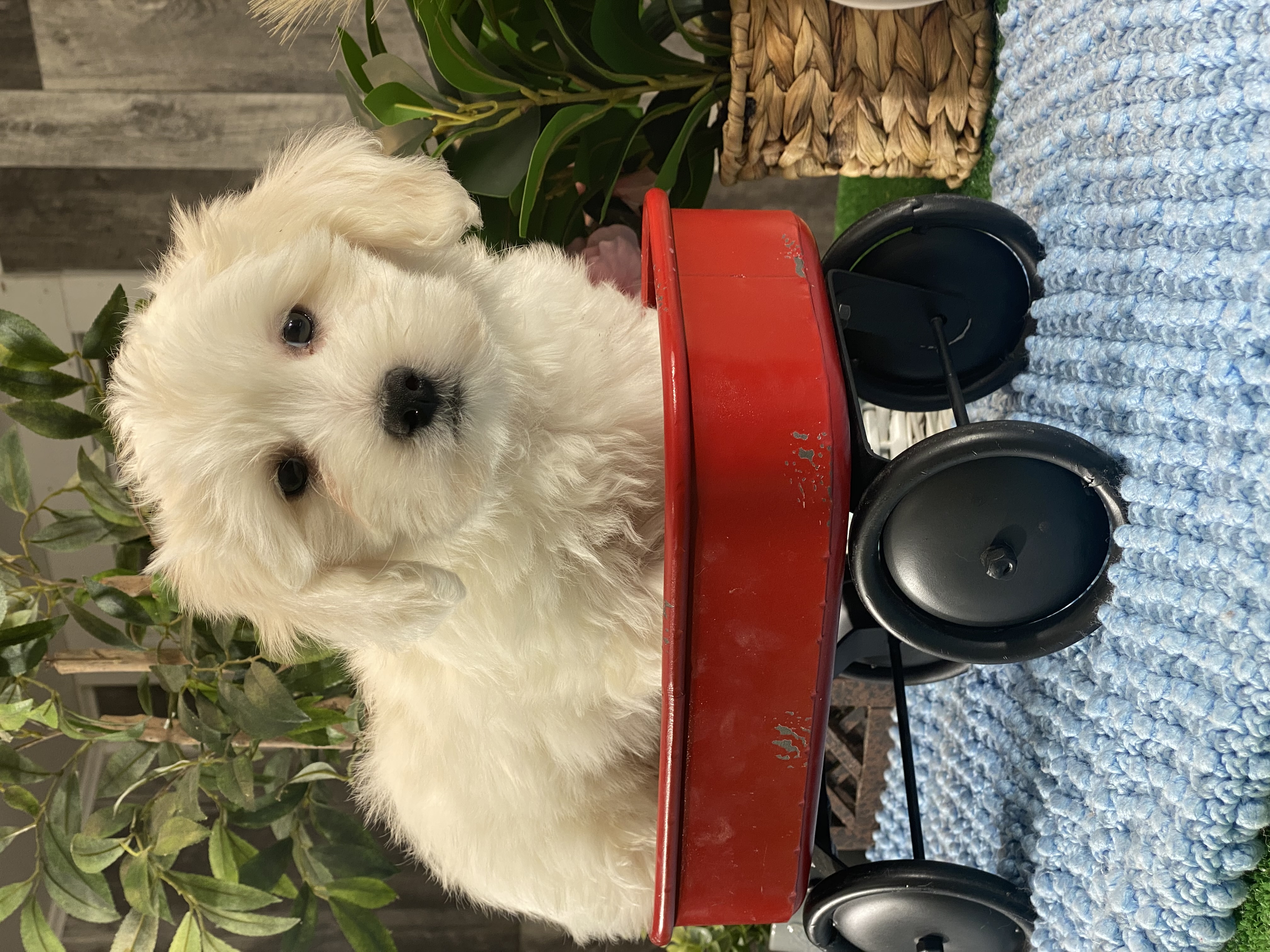 puppy, for, sale, Coton de Tulear, Curtis  Martin, dog, breeder, Seneca Falls, NY, dog-breeder, puppy-for-sale, forsale, nearby, find, puppyfind, locator, puppylocator, aca
