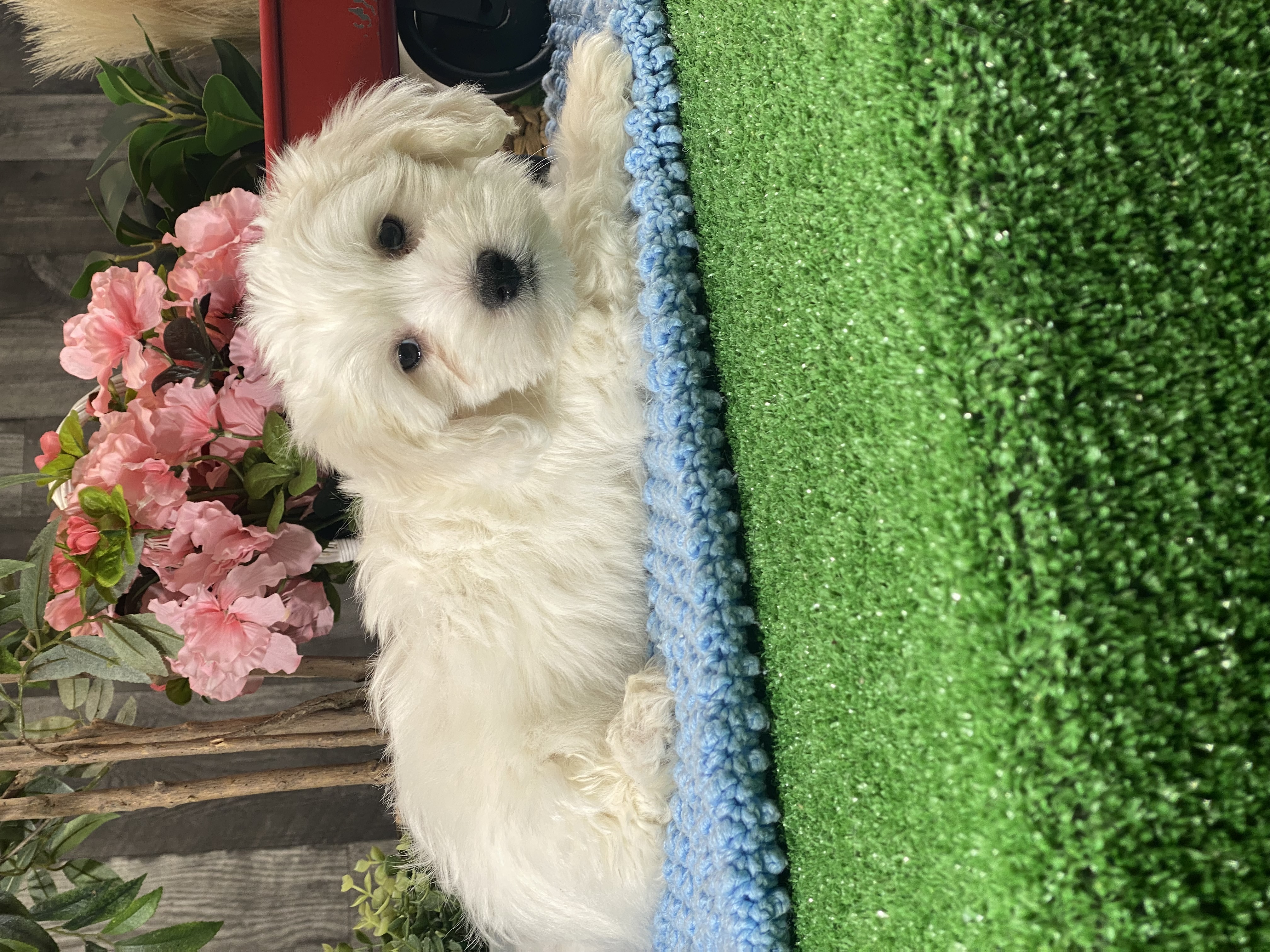 puppy, for, sale, Coton de Tulear, Curtis  Martin, dog, breeder, Seneca Falls, NY, dog-breeder, puppy-for-sale, forsale, nearby, find, puppyfind, locator, puppylocator, aca