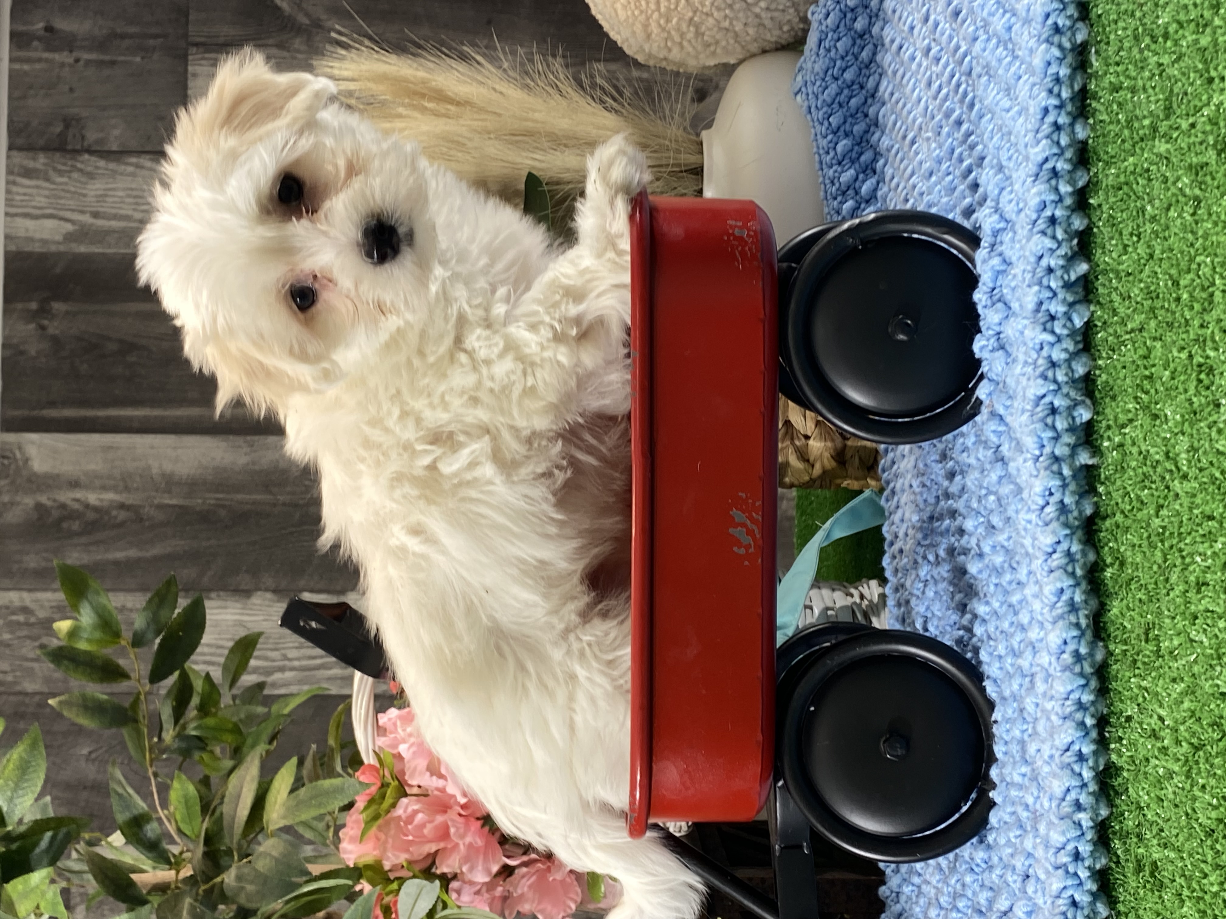puppy, for, sale, Coton de Tulear, Curtis  Martin, dog, breeder, Seneca Falls, NY, dog-breeder, puppy-for-sale, forsale, nearby, find, puppyfind, locator, puppylocator, aca