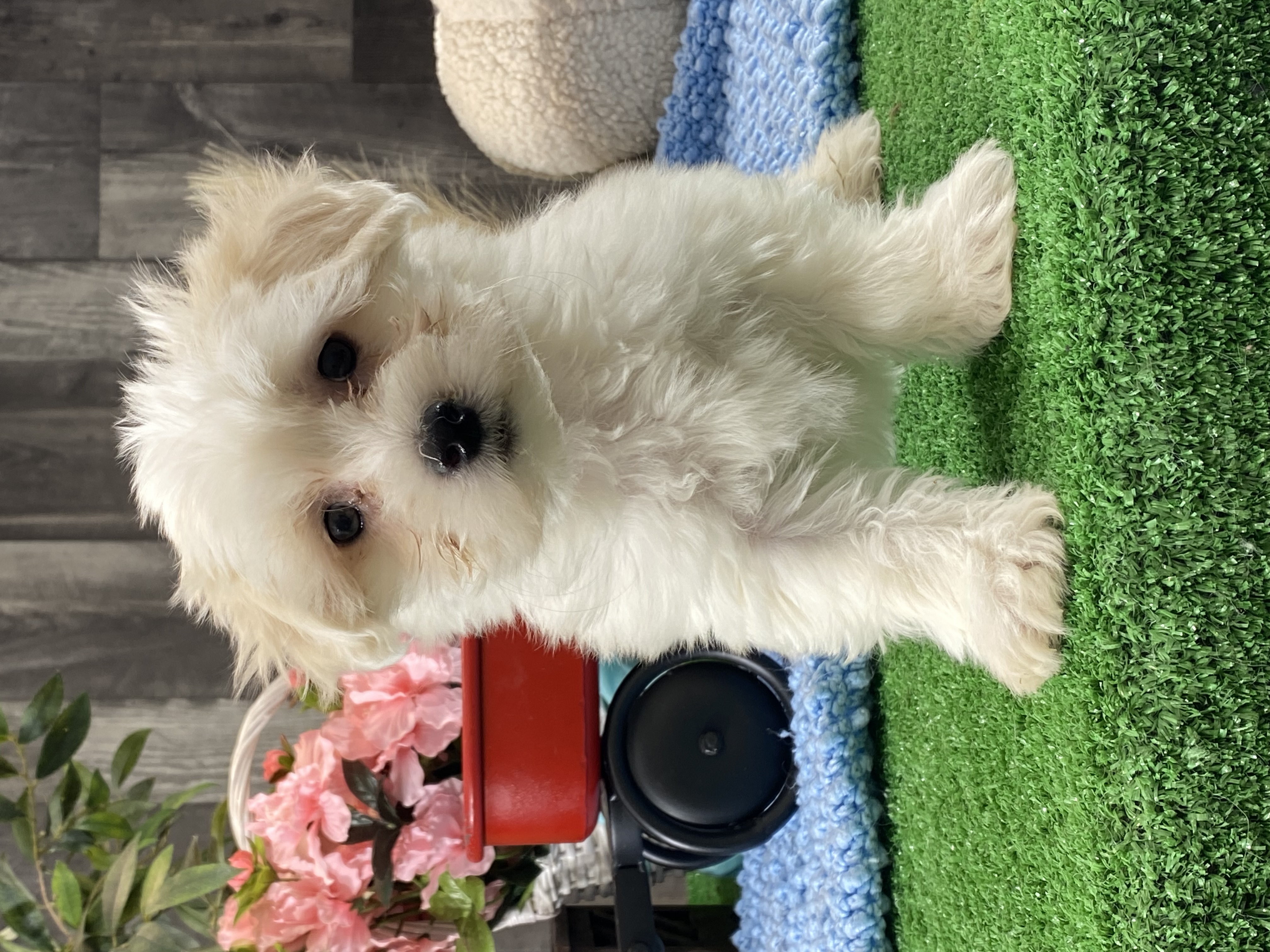puppy, for, sale, Coton de Tulear, Curtis  Martin, dog, breeder, Seneca Falls, NY, dog-breeder, puppy-for-sale, forsale, nearby, find, puppyfind, locator, puppylocator, aca