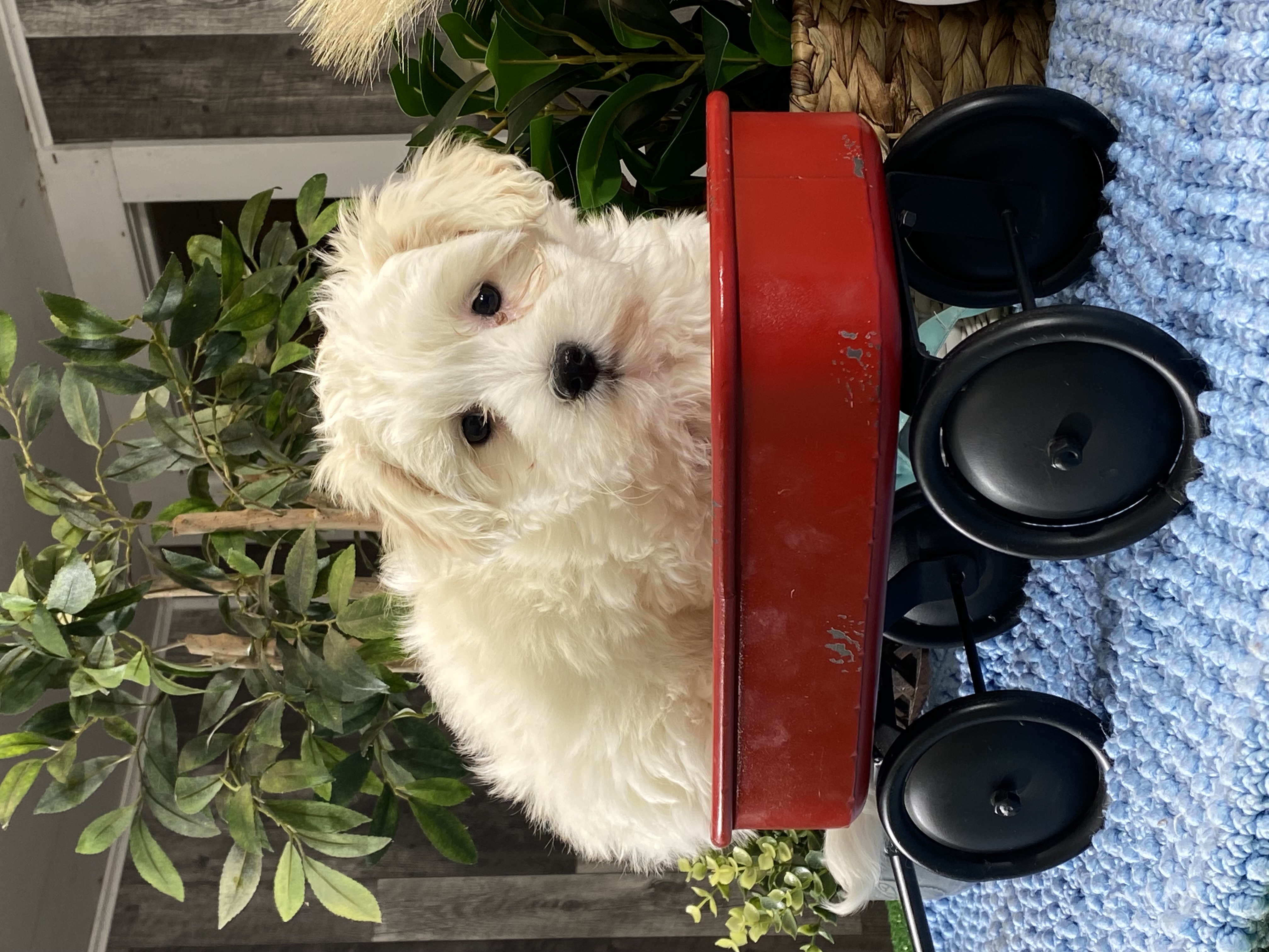 puppy, for, sale, Coton de Tulear, Curtis  Martin, dog, breeder, Seneca Falls, NY, dog-breeder, puppy-for-sale, forsale, nearby, find, puppyfind, locator, puppylocator, aca