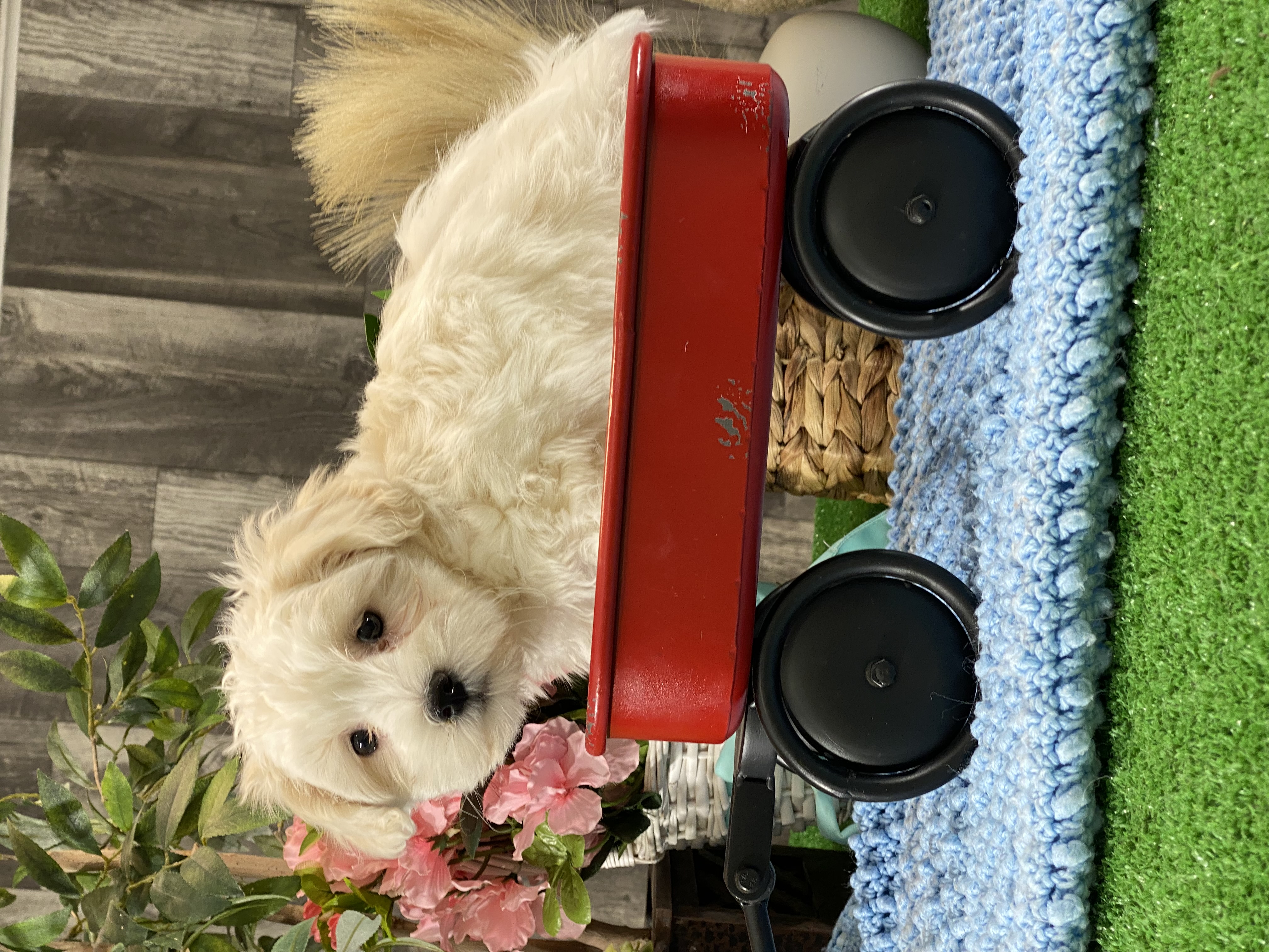 puppy, for, sale, Coton de Tulear, Curtis  Martin, dog, breeder, Seneca Falls, NY, dog-breeder, puppy-for-sale, forsale, nearby, find, puppyfind, locator, puppylocator, aca