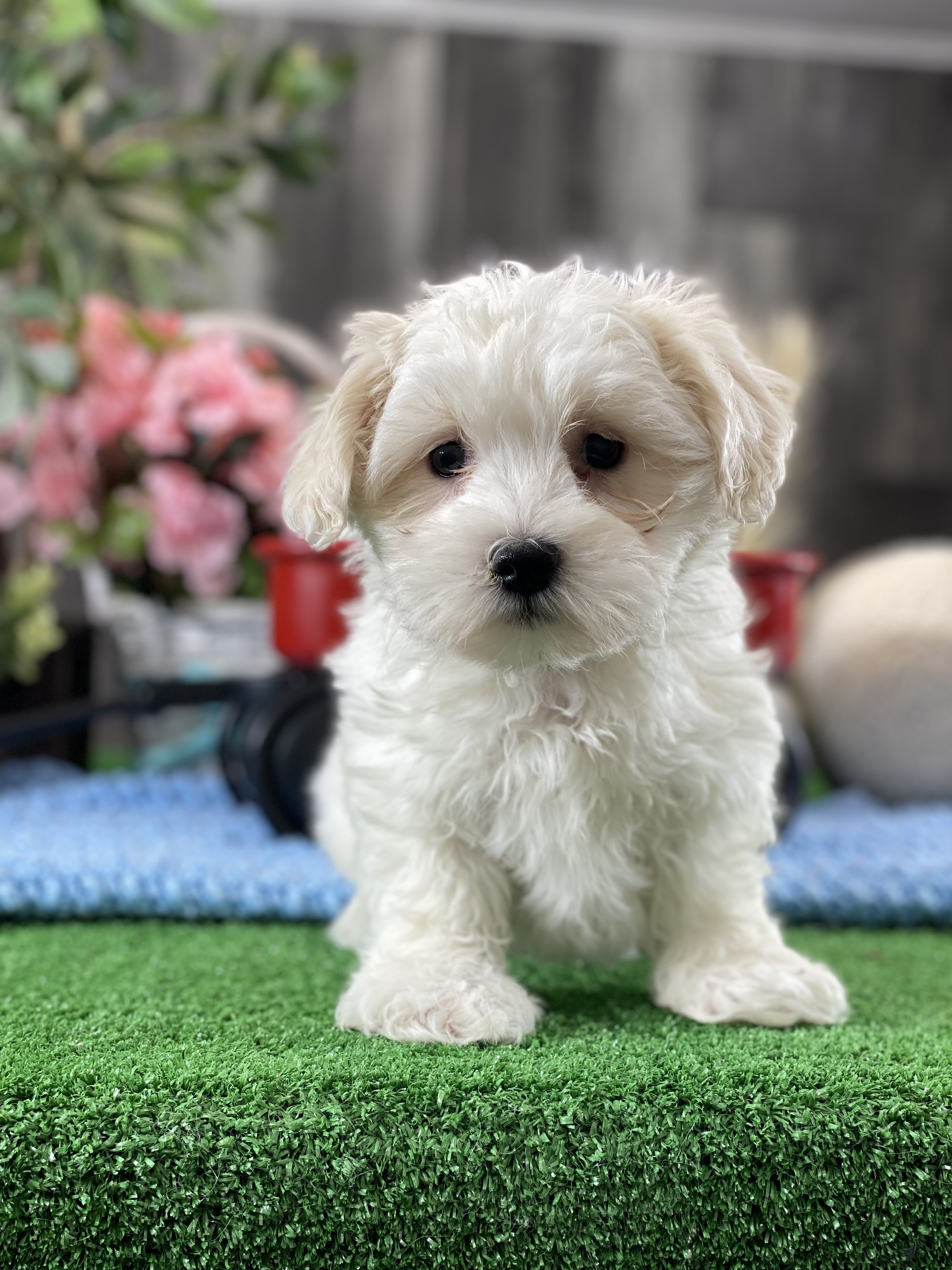 puppy, for, sale, Coton de Tulear, Curtis  Martin, dog, breeder, Seneca Falls, NY, dog-breeder, puppy-for-sale, forsale, nearby, find, puppyfind, locator, puppylocator, aca