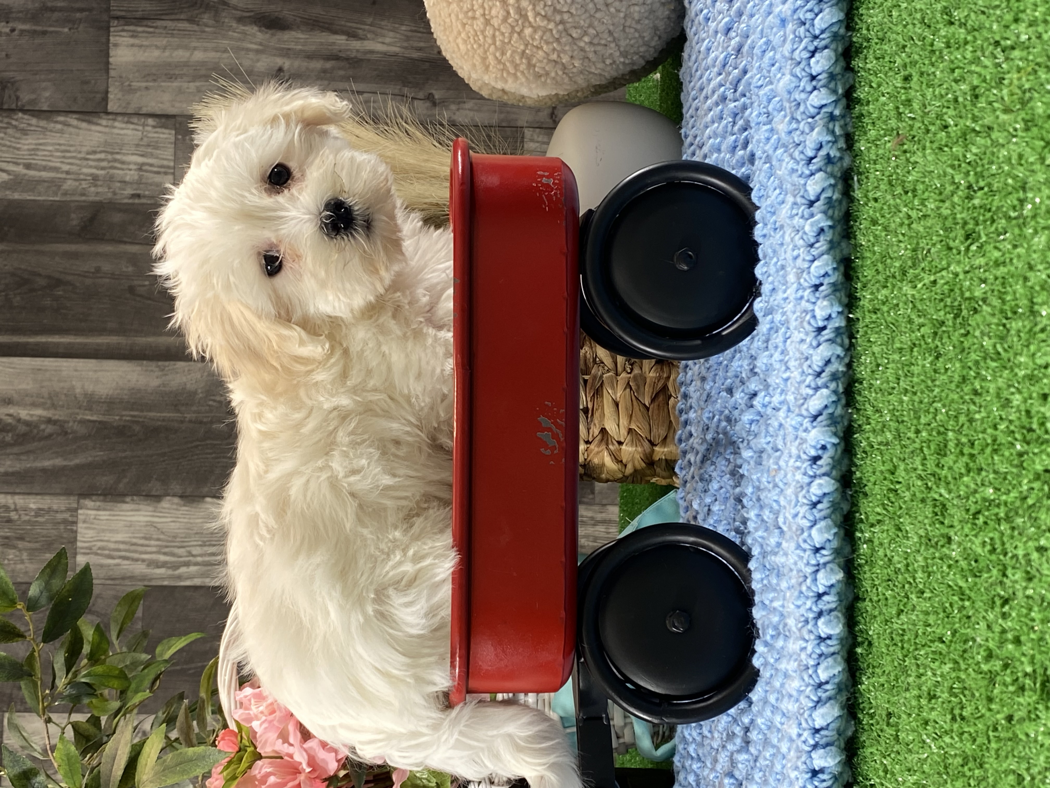 puppy, for, sale, Coton de Tulear, Curtis  Martin, dog, breeder, Seneca Falls, NY, dog-breeder, puppy-for-sale, forsale, nearby, find, puppyfind, locator, puppylocator, aca