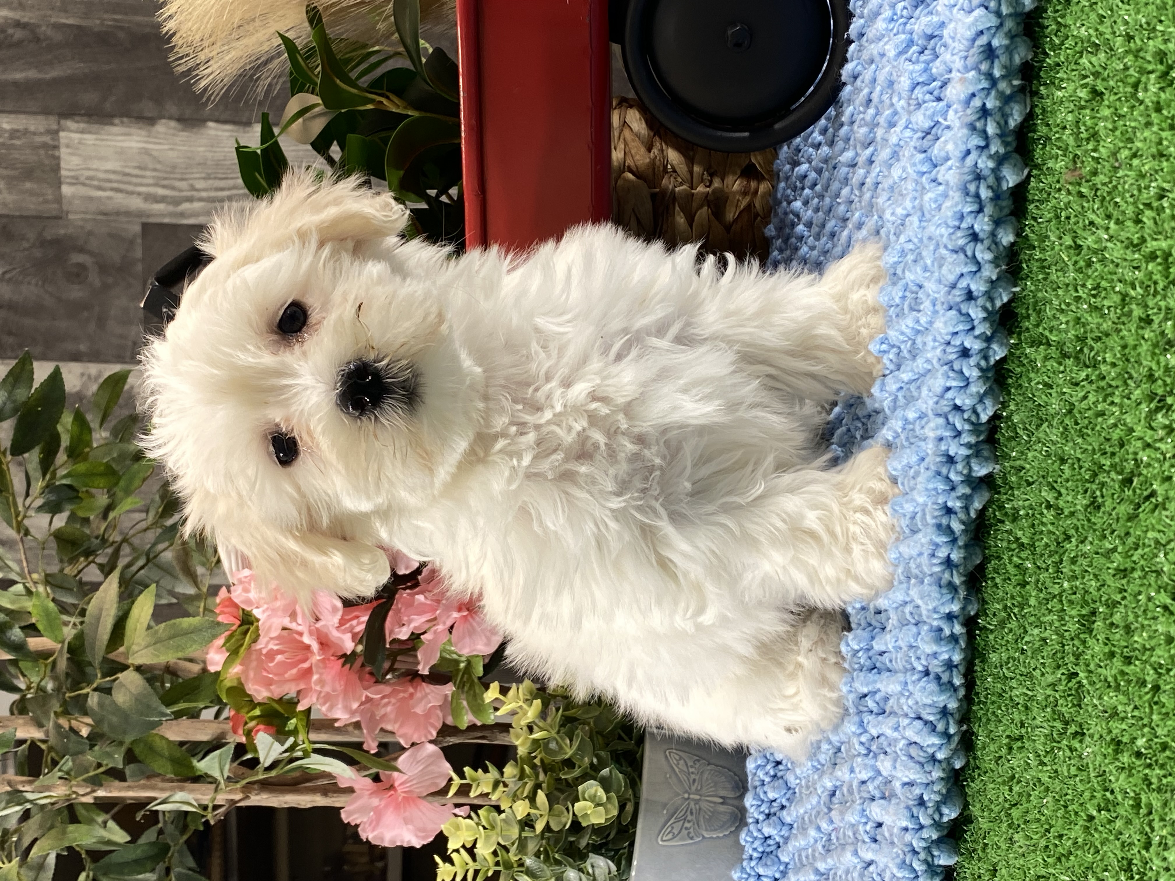 puppy, for, sale, Coton de Tulear, Curtis  Martin, dog, breeder, Seneca Falls, NY, dog-breeder, puppy-for-sale, forsale, nearby, find, puppyfind, locator, puppylocator, aca
