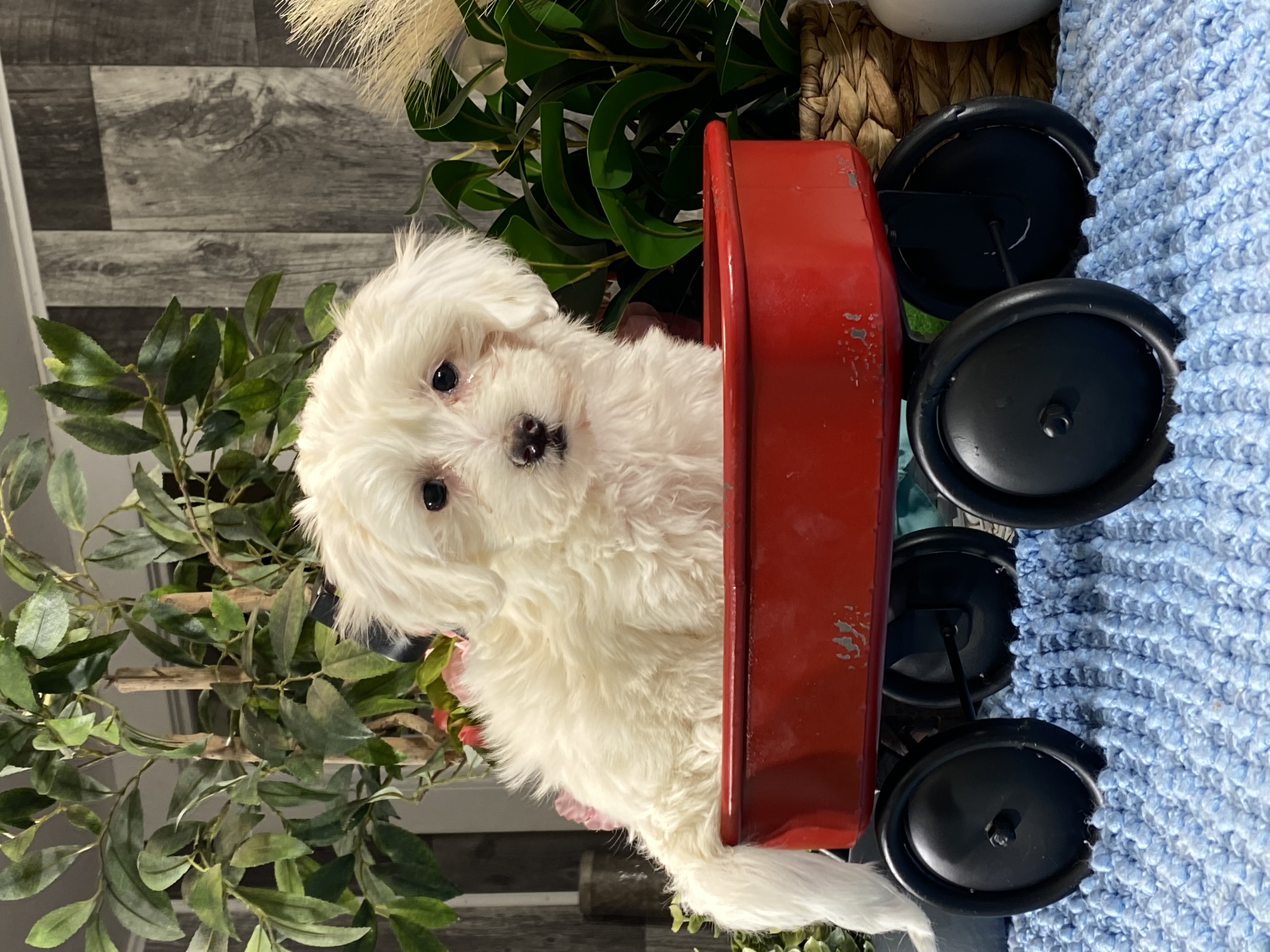 puppy, for, sale, Coton de Tulear, Curtis  Martin, dog, breeder, Seneca Falls, NY, dog-breeder, puppy-for-sale, forsale, nearby, find, puppyfind, locator, puppylocator, aca