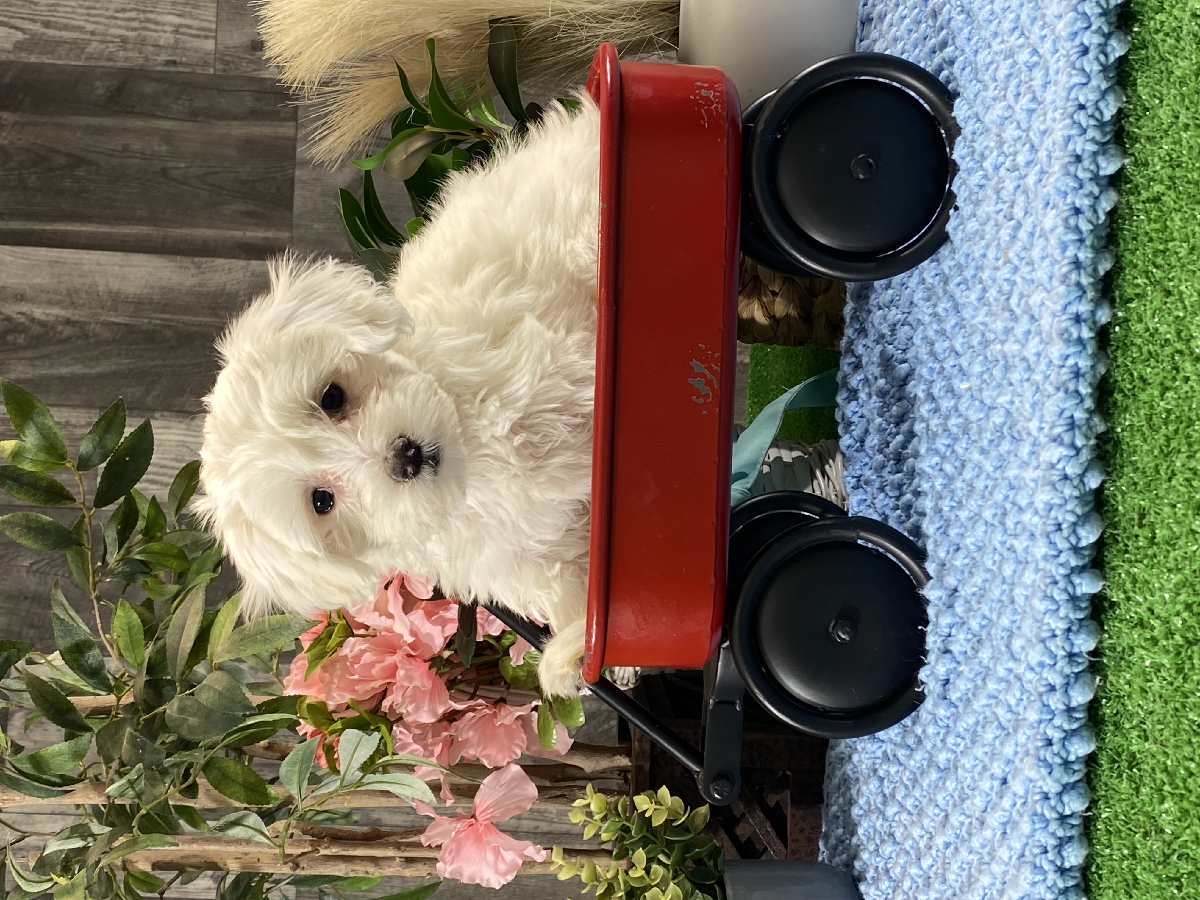 puppy, for, sale, Coton de Tulear, Curtis  Martin, dog, breeder, Seneca Falls, NY, dog-breeder, puppy-for-sale, forsale, nearby, find, puppyfind, locator, puppylocator, aca