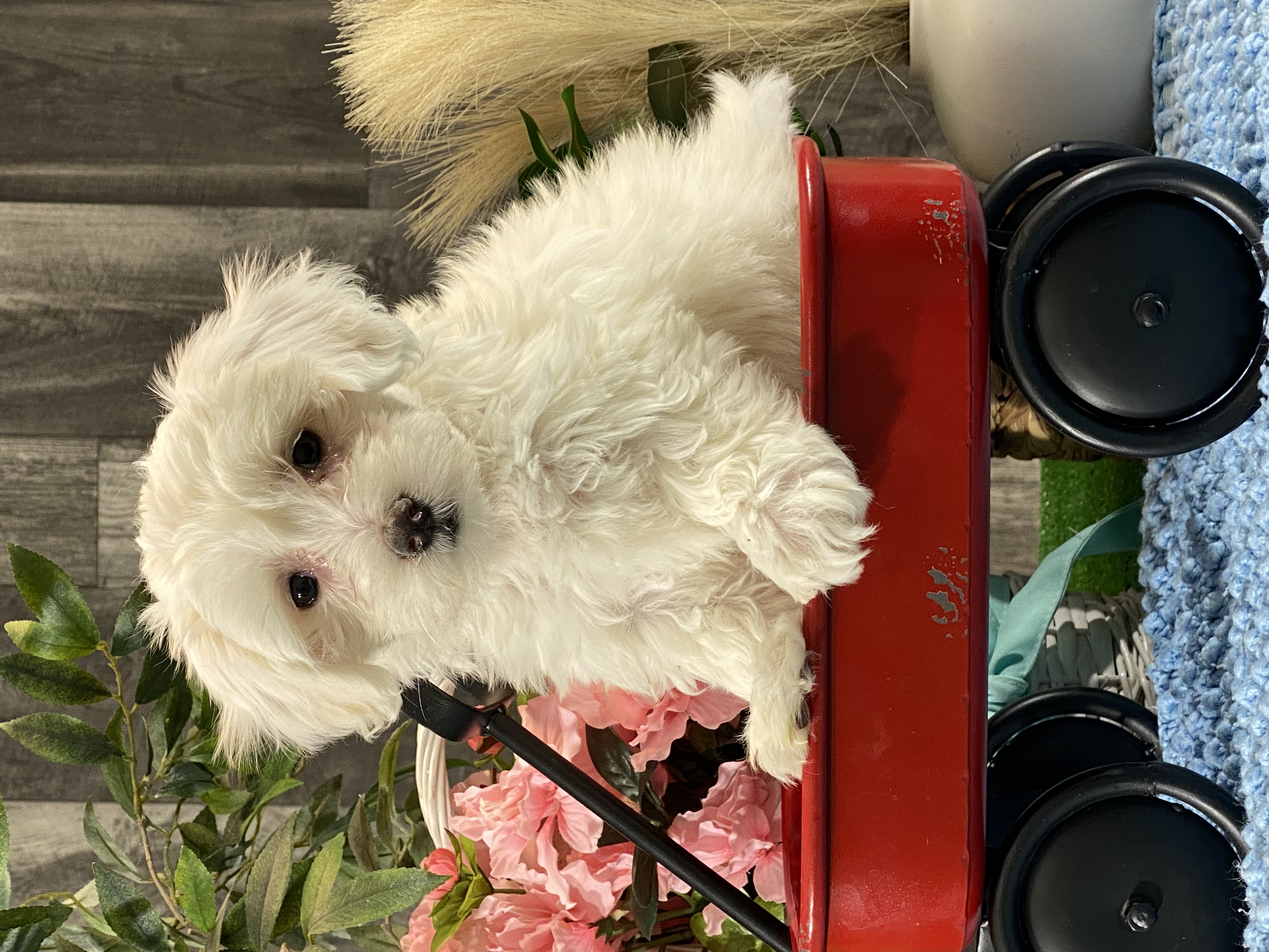 puppy, for, sale, Coton de Tulear, Curtis  Martin, dog, breeder, Seneca Falls, NY, dog-breeder, puppy-for-sale, forsale, nearby, find, puppyfind, locator, puppylocator, aca