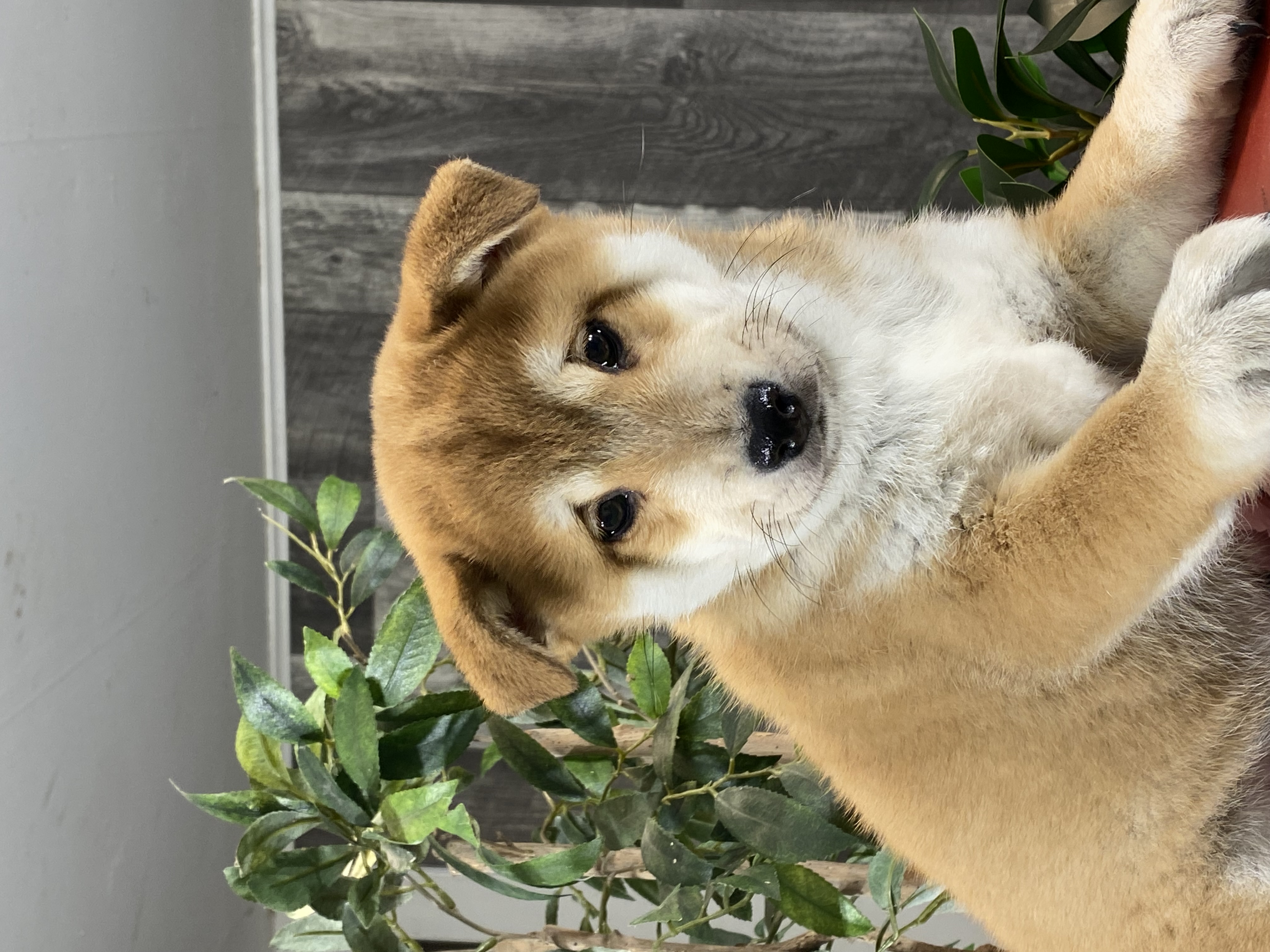 puppy, for, sale, Shiba Inu, Curtis  Martin, dog, breeder, Seneca Falls, NY, dog-breeder, puppy-for-sale, forsale, nearby, find, puppyfind, locator, puppylocator, aca