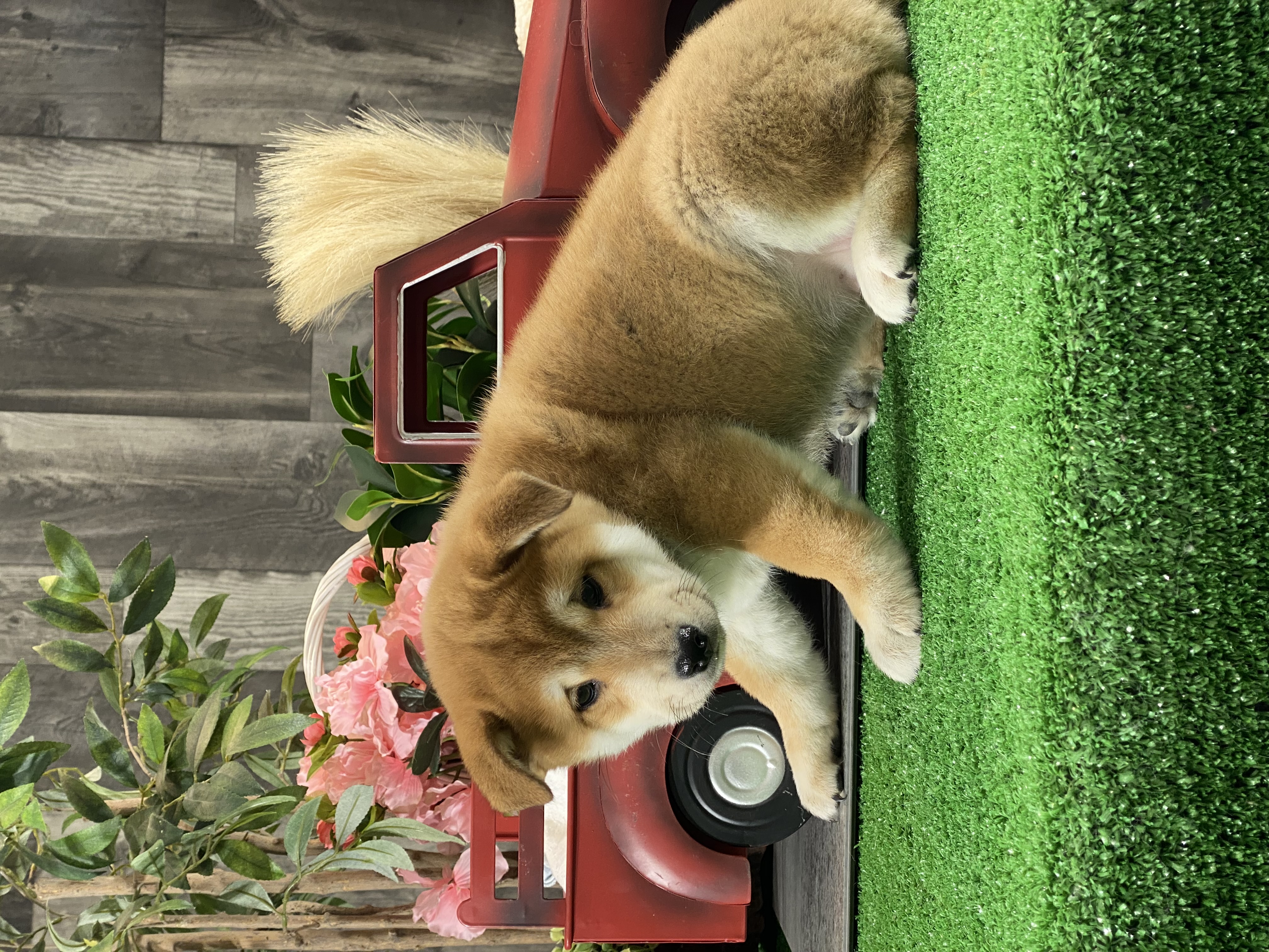 puppy, for, sale, Shiba Inu, Curtis  Martin, dog, breeder, Seneca Falls, NY, dog-breeder, puppy-for-sale, forsale, nearby, find, puppyfind, locator, puppylocator, aca