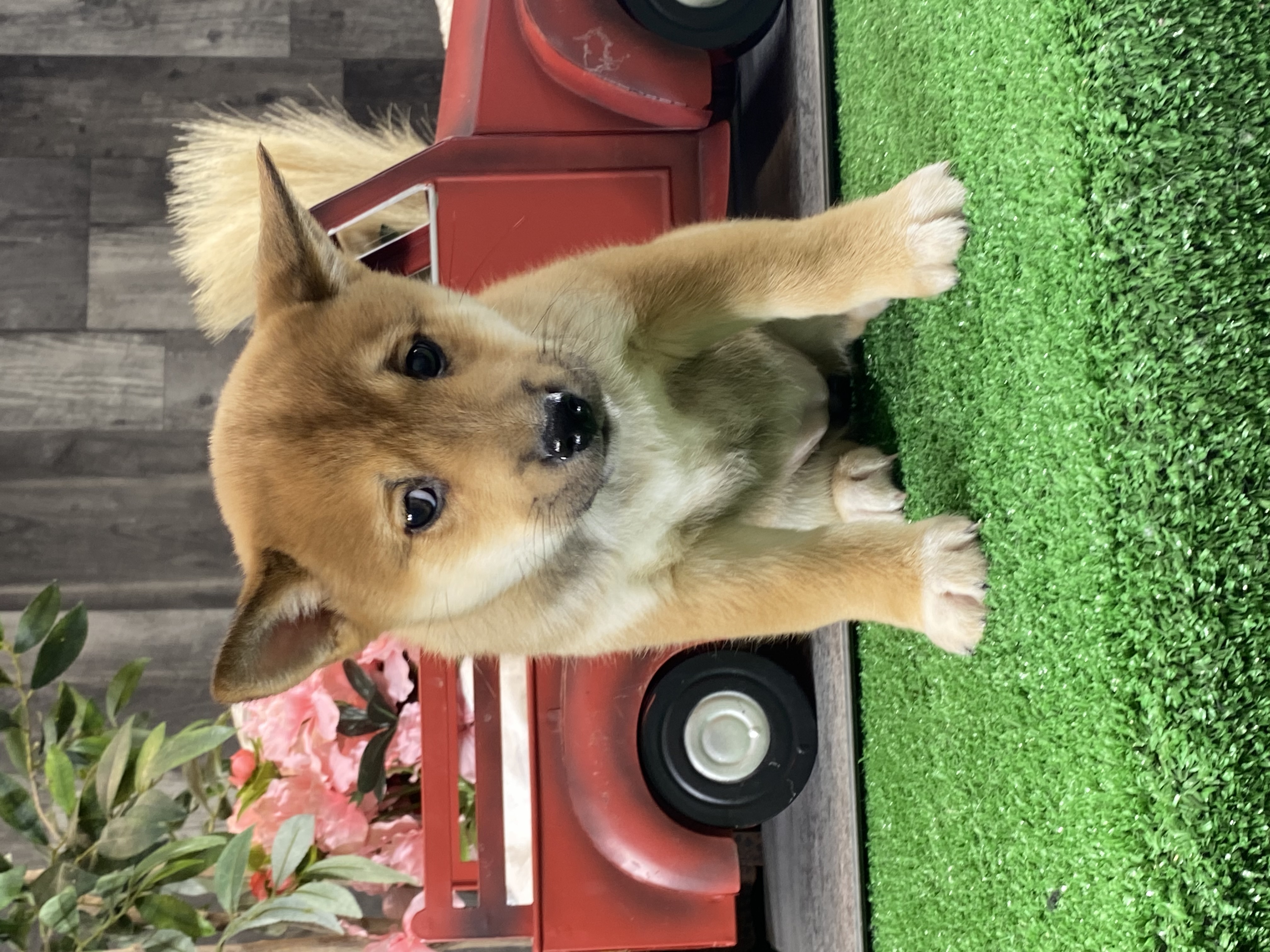 puppy, for, sale, Shiba Inu, Curtis  Martin, dog, breeder, Seneca Falls, NY, dog-breeder, puppy-for-sale, forsale, nearby, find, puppyfind, locator, puppylocator, aca