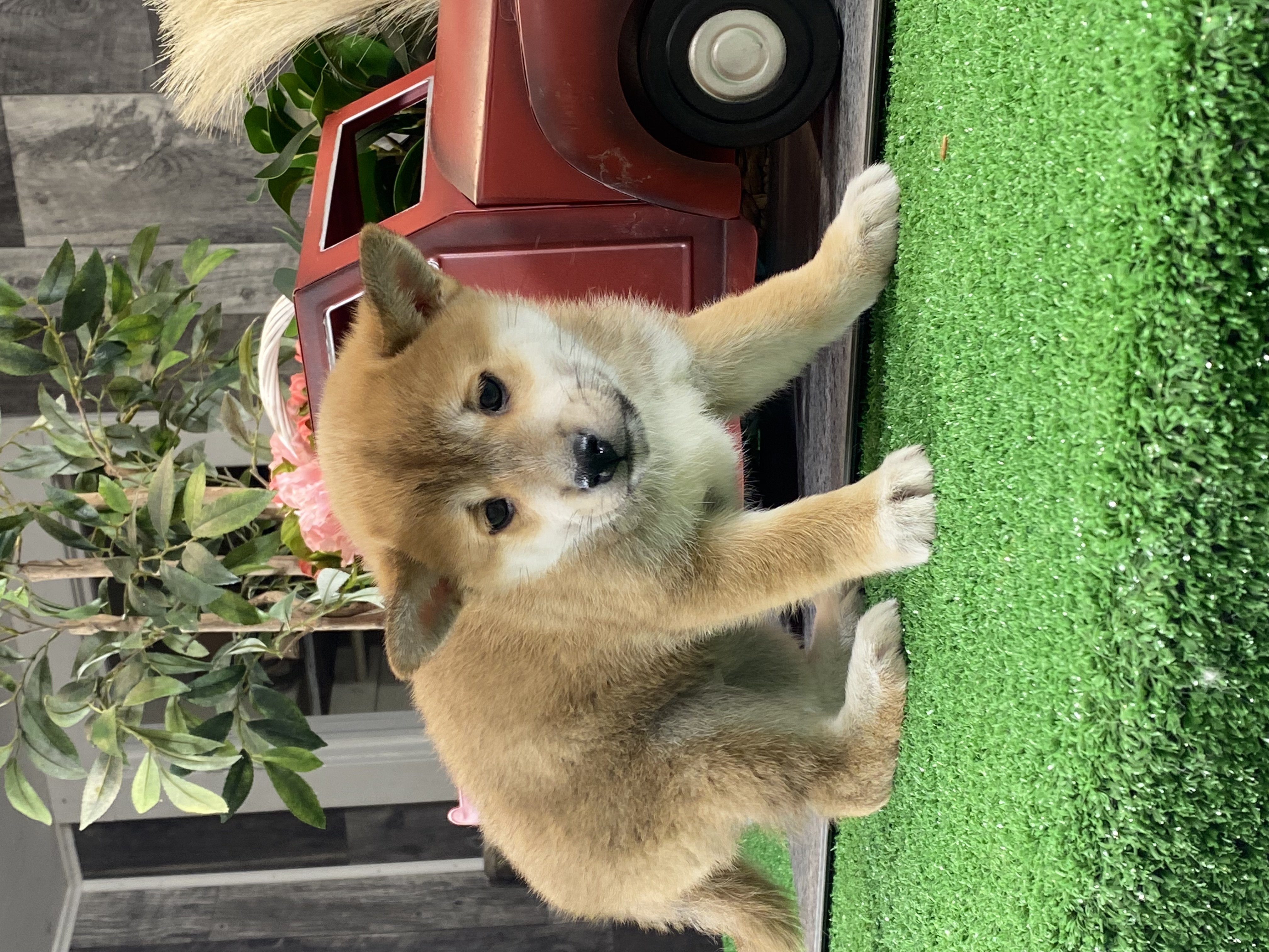 puppy, for, sale, Shiba Inu, Curtis  Martin, dog, breeder, Seneca Falls, NY, dog-breeder, puppy-for-sale, forsale, nearby, find, puppyfind, locator, puppylocator, aca