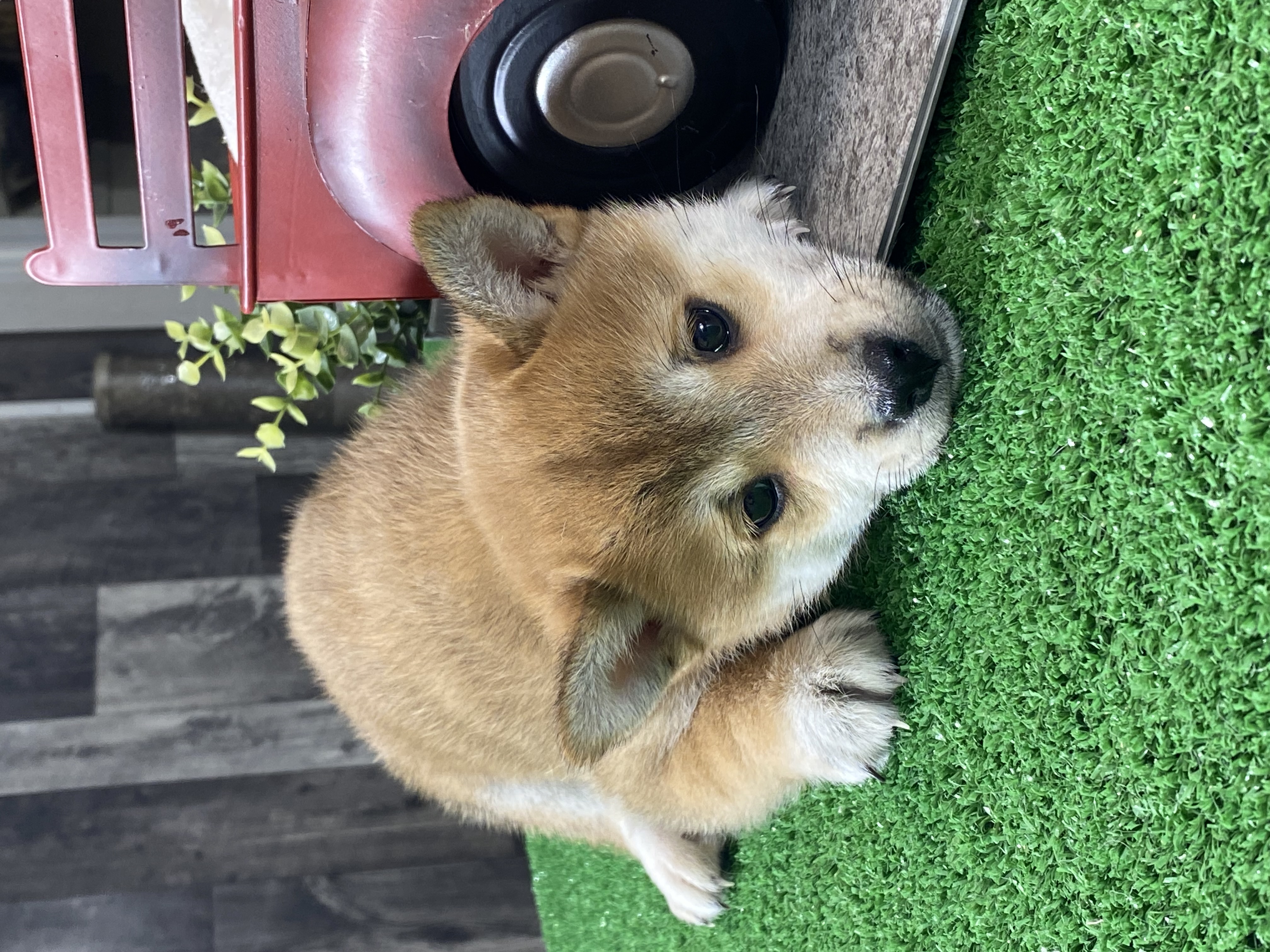 puppy, for, sale, Shiba Inu, Curtis  Martin, dog, breeder, Seneca Falls, NY, dog-breeder, puppy-for-sale, forsale, nearby, find, puppyfind, locator, puppylocator, aca