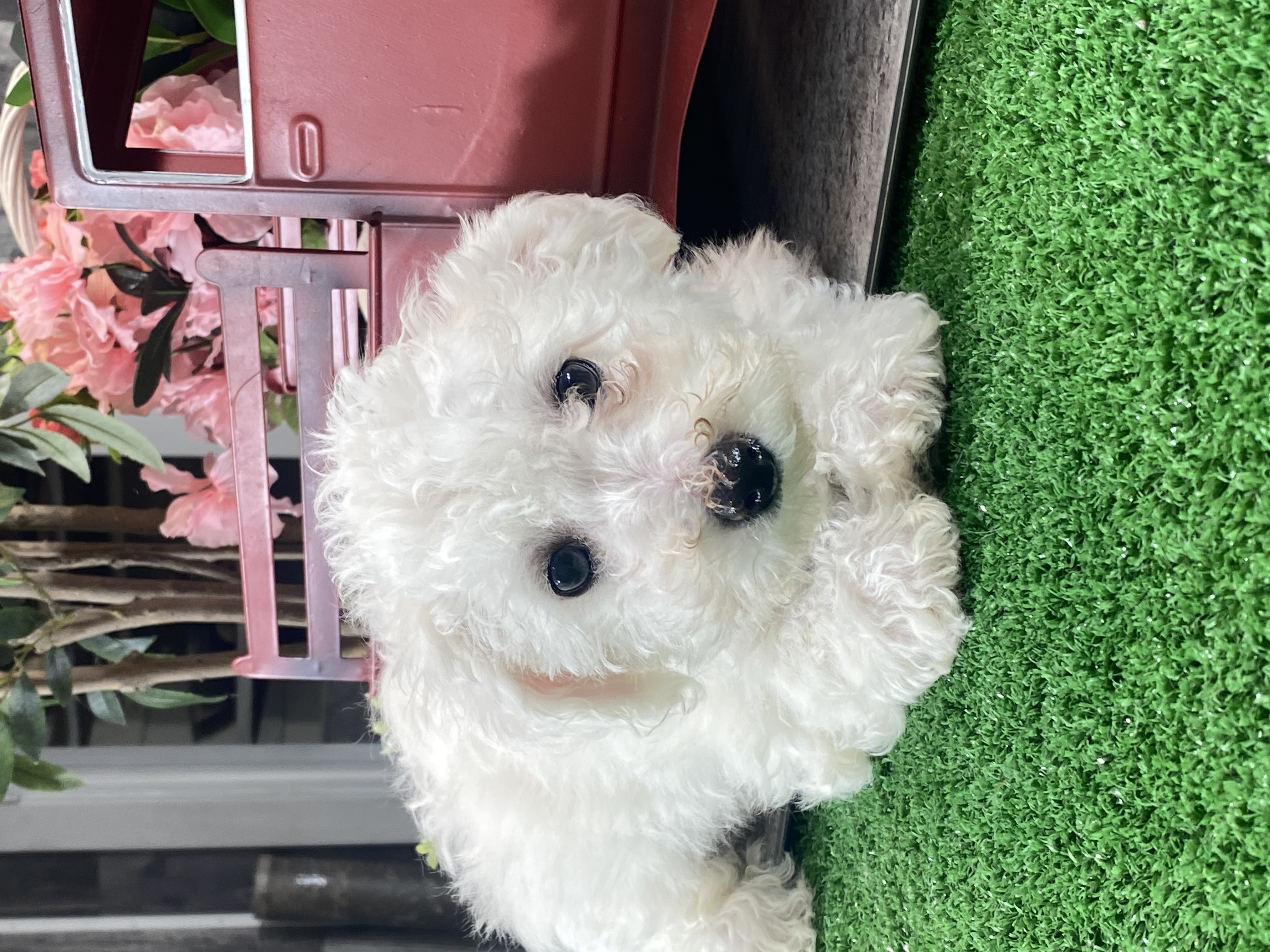 puppy, for, sale, Bichon Frise, Curtis  Martin, dog, breeder, Seneca Falls, NY, dog-breeder, puppy-for-sale, forsale, nearby, find, puppyfind, locator, puppylocator, aca