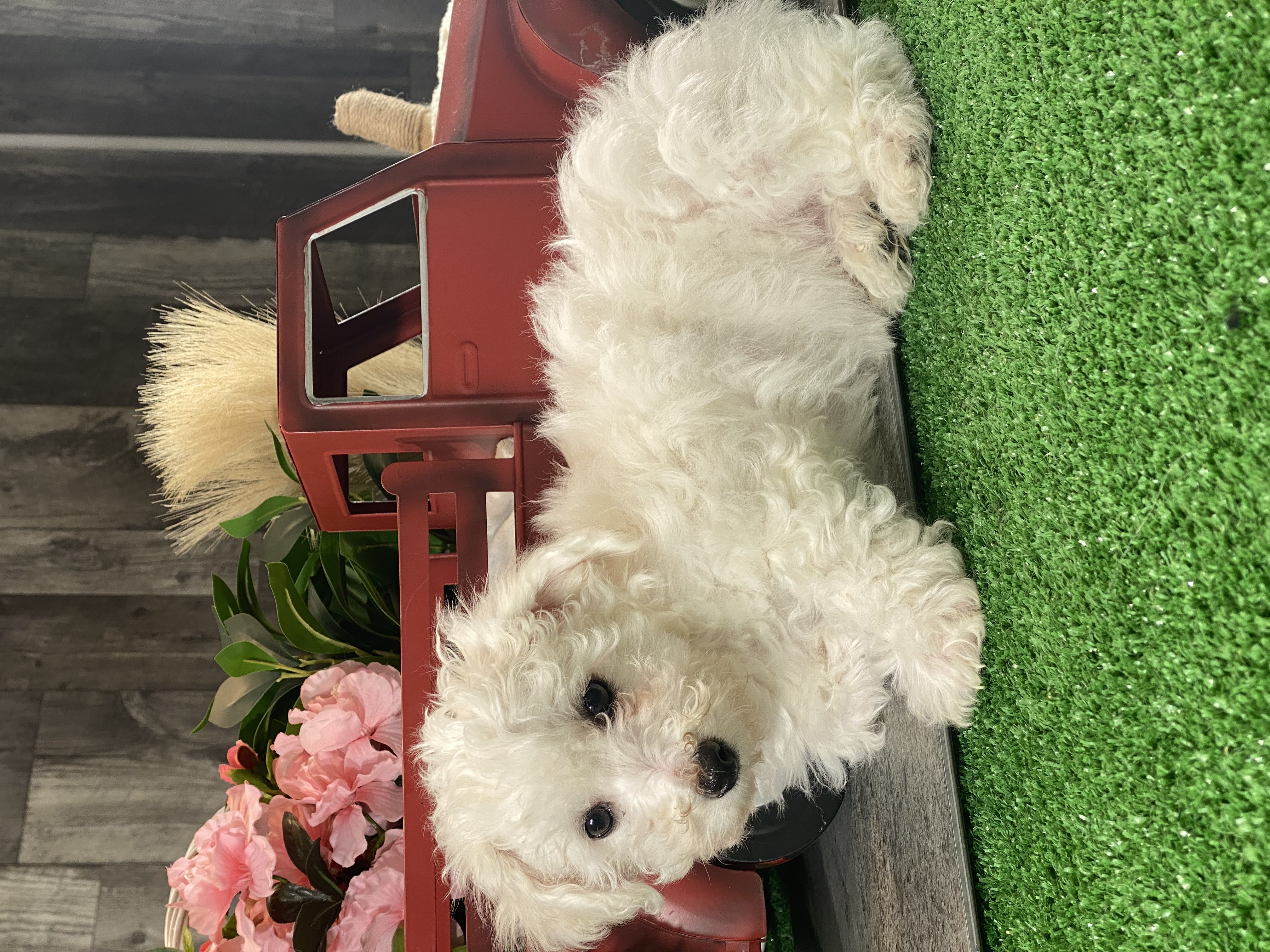 puppy, for, sale, Bichon Frise, Curtis  Martin, dog, breeder, Seneca Falls, NY, dog-breeder, puppy-for-sale, forsale, nearby, find, puppyfind, locator, puppylocator, aca
